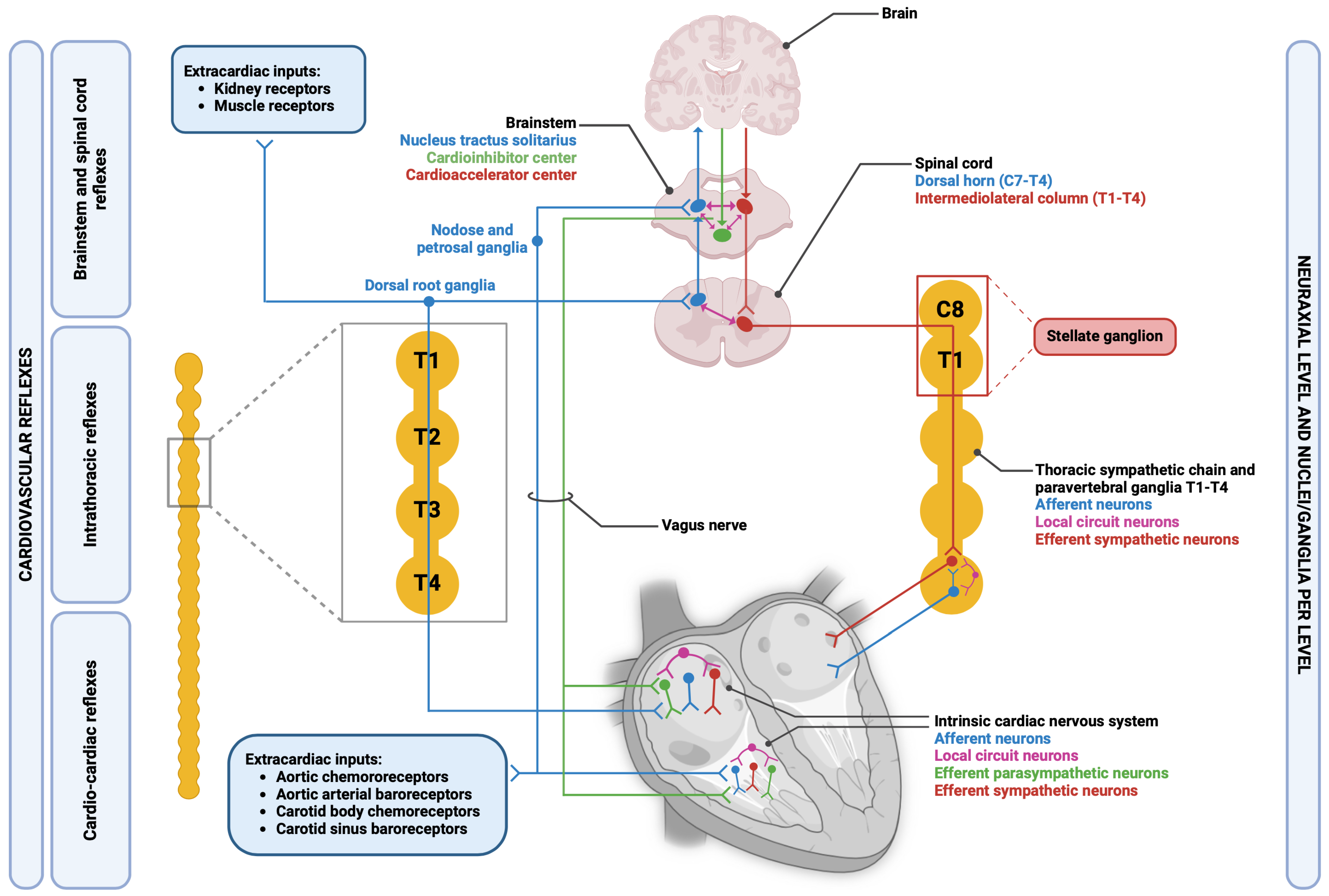 Biology 13 00105 g001 Biology 13 00105 g001
