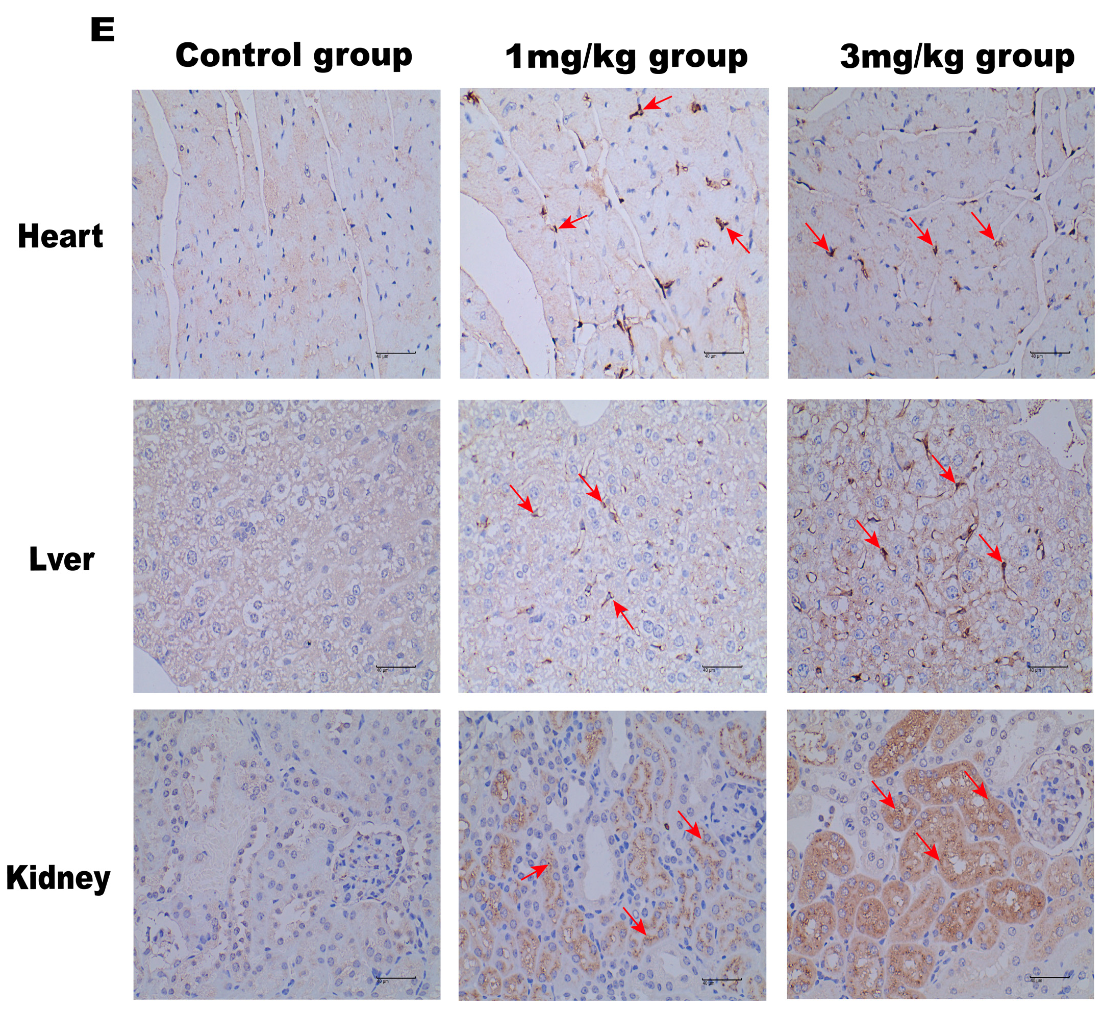 Biology 13 00106 g003b
