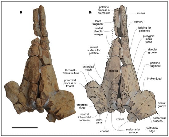Biology 13 00114 g004