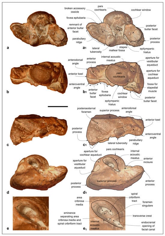 Biology 13 00114 g006