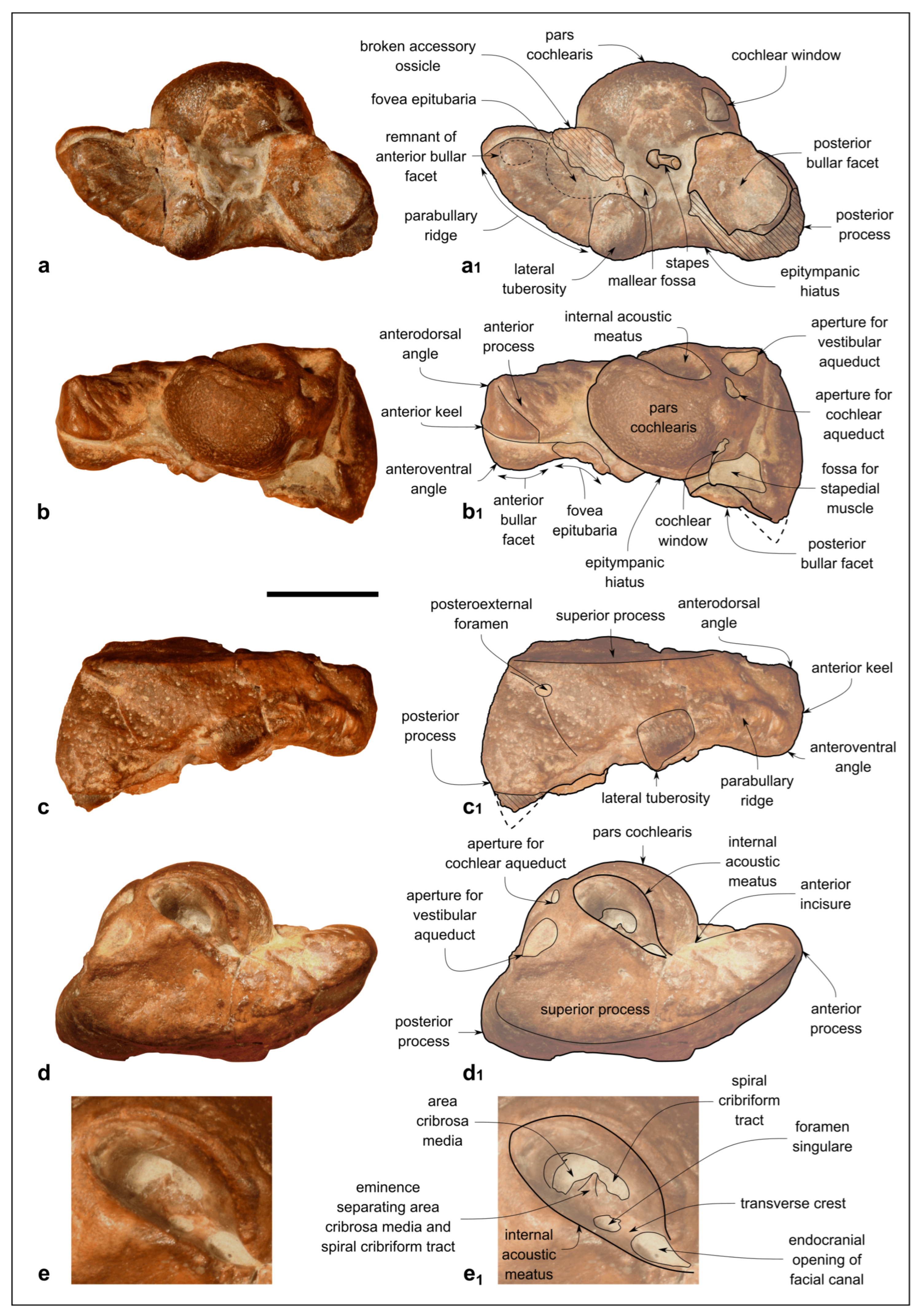 Biology 13 00114 g006 Biology 13 00114 g006