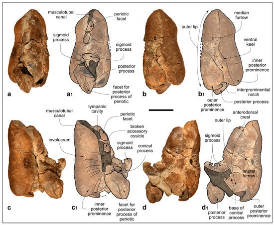 Biology 13 00114 g007
