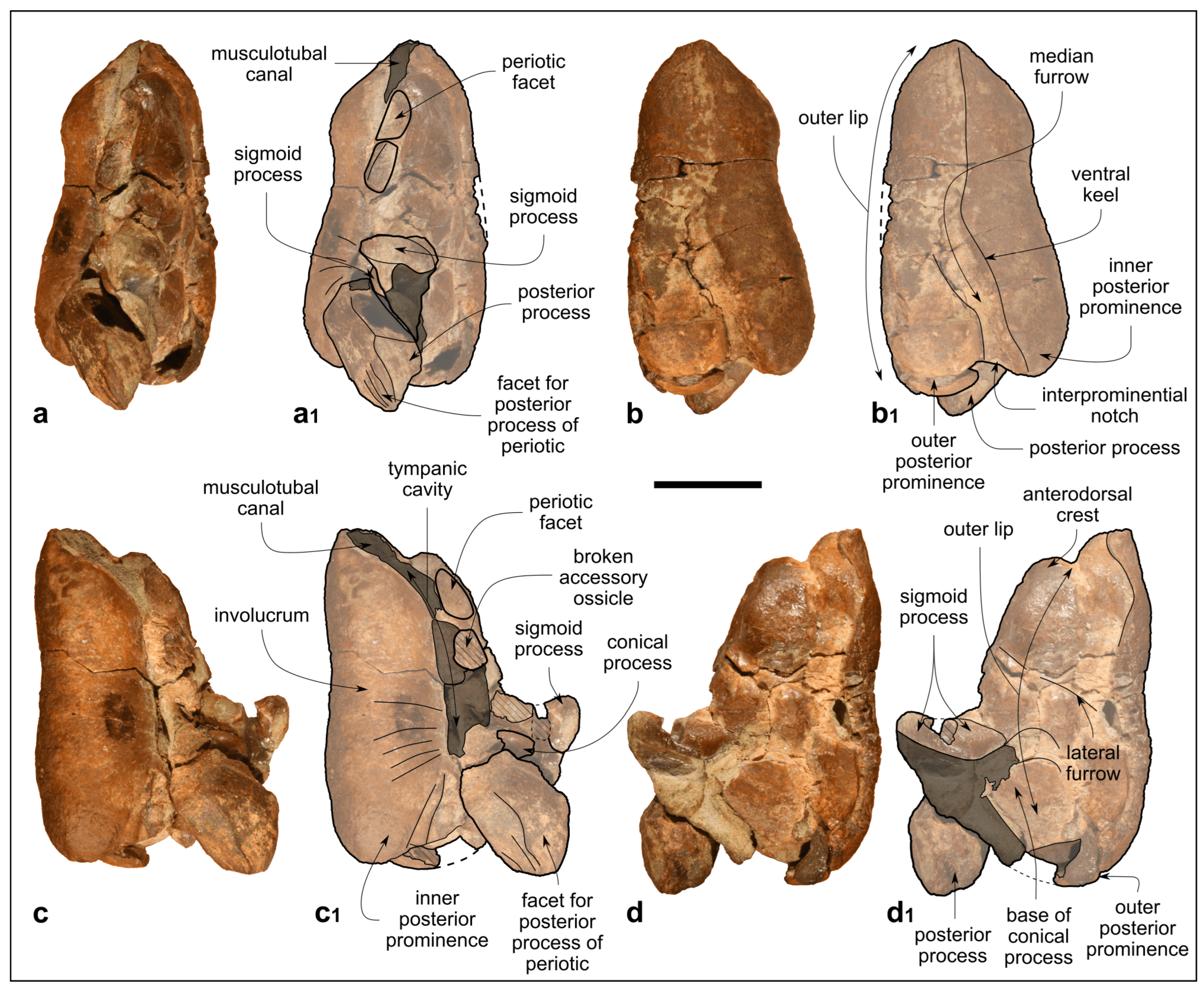 Biology 13 00114 g007 Biology 13 00114 g007