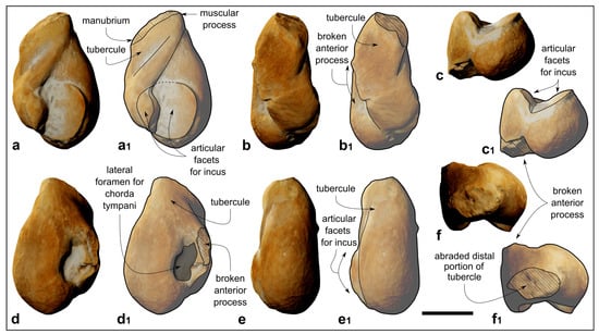 Biology 13 00114 g008