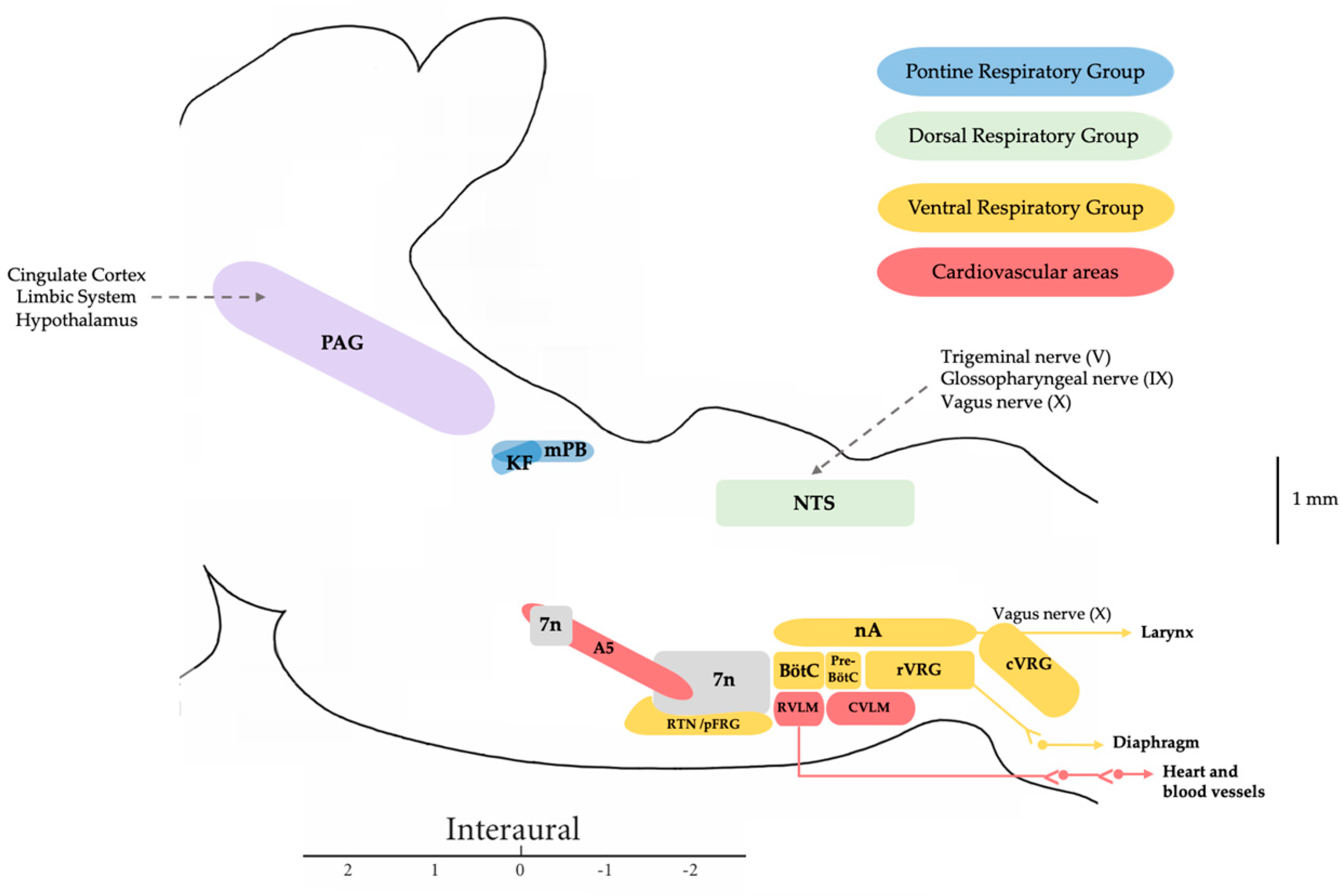 Biology 13 00118 g001