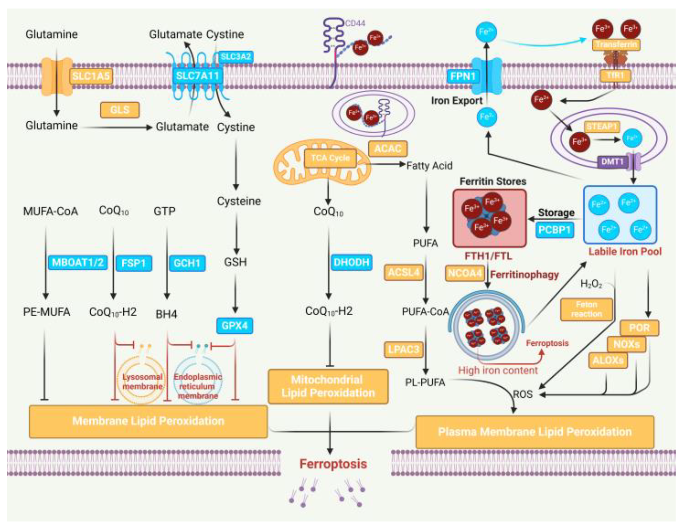 Biology 13 00122 g001
