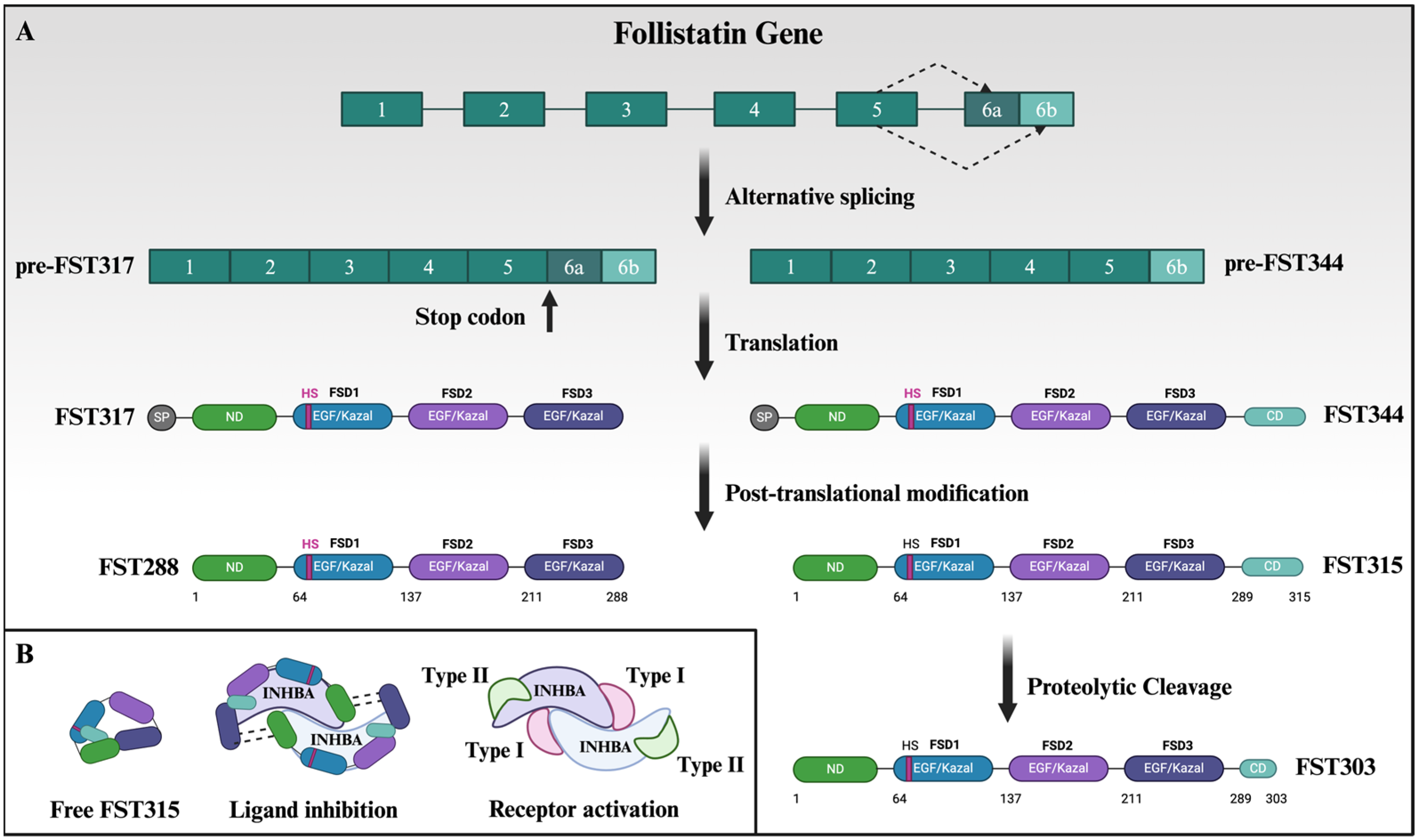 Biology 13 00130 g001