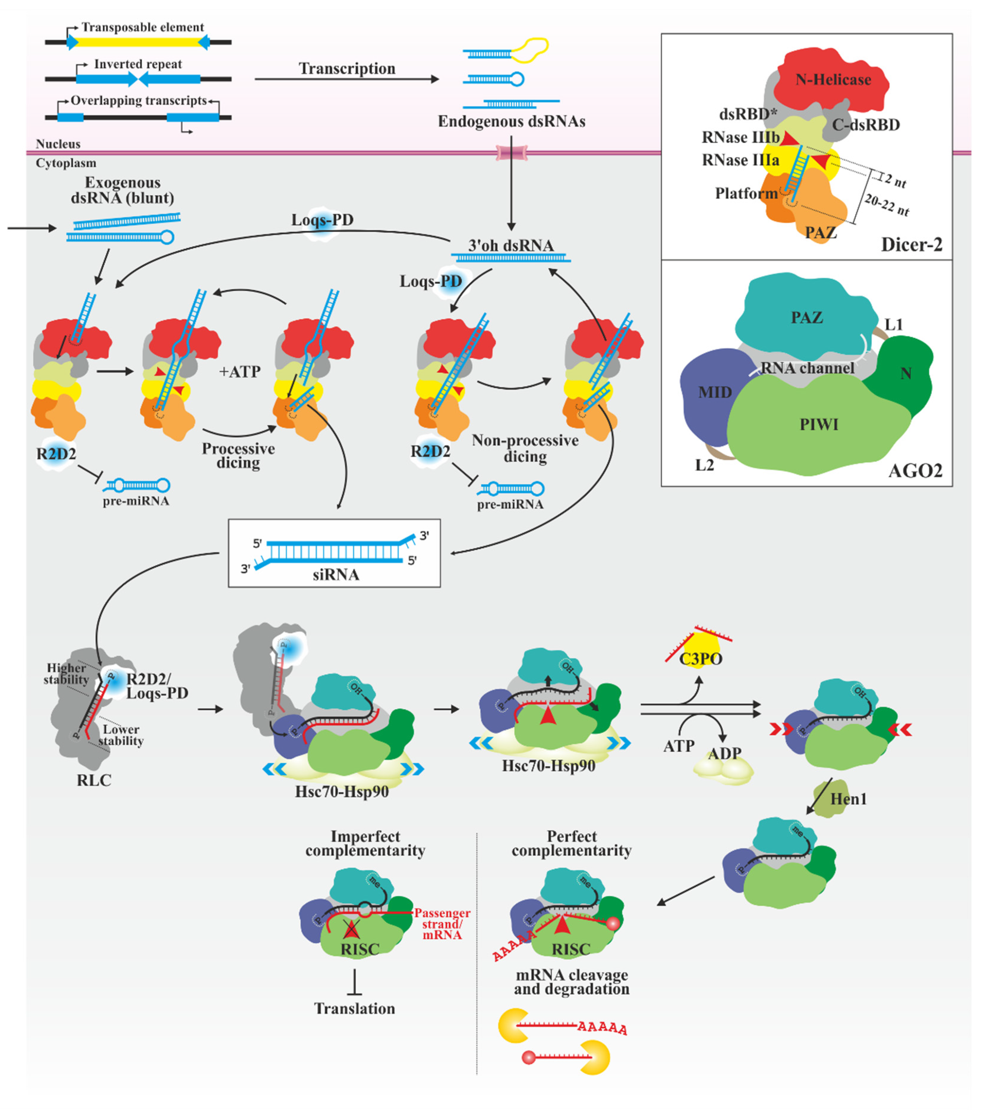 Biology 13 00137 g001
