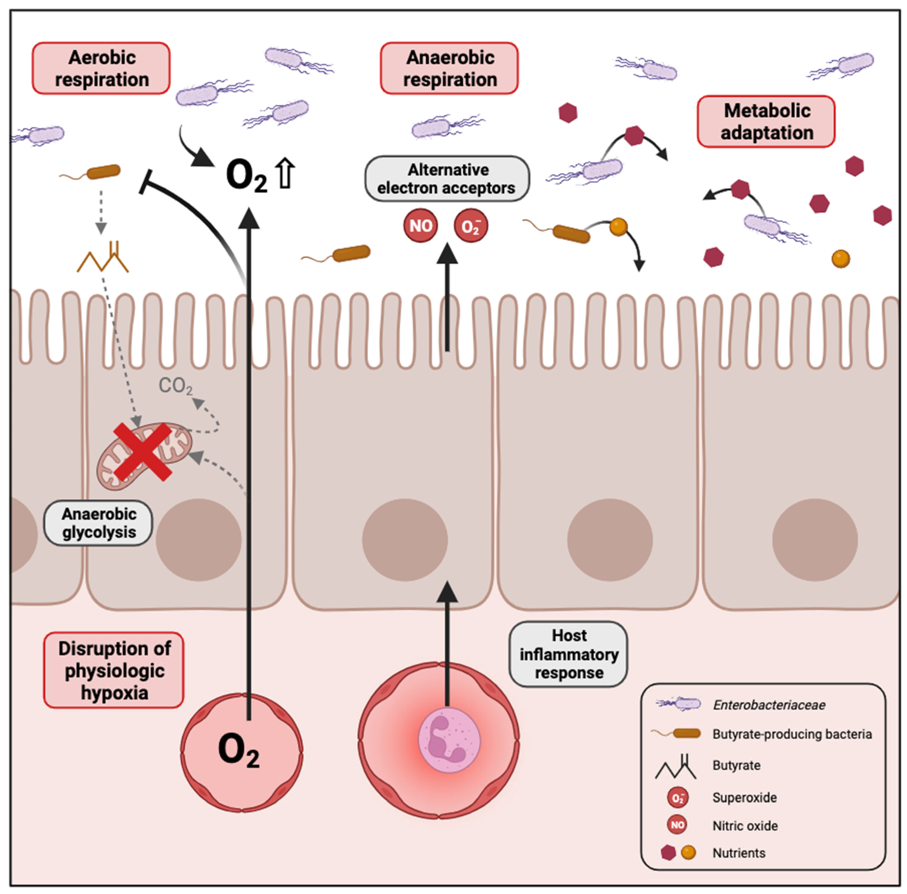 Biology 13 00142 g001