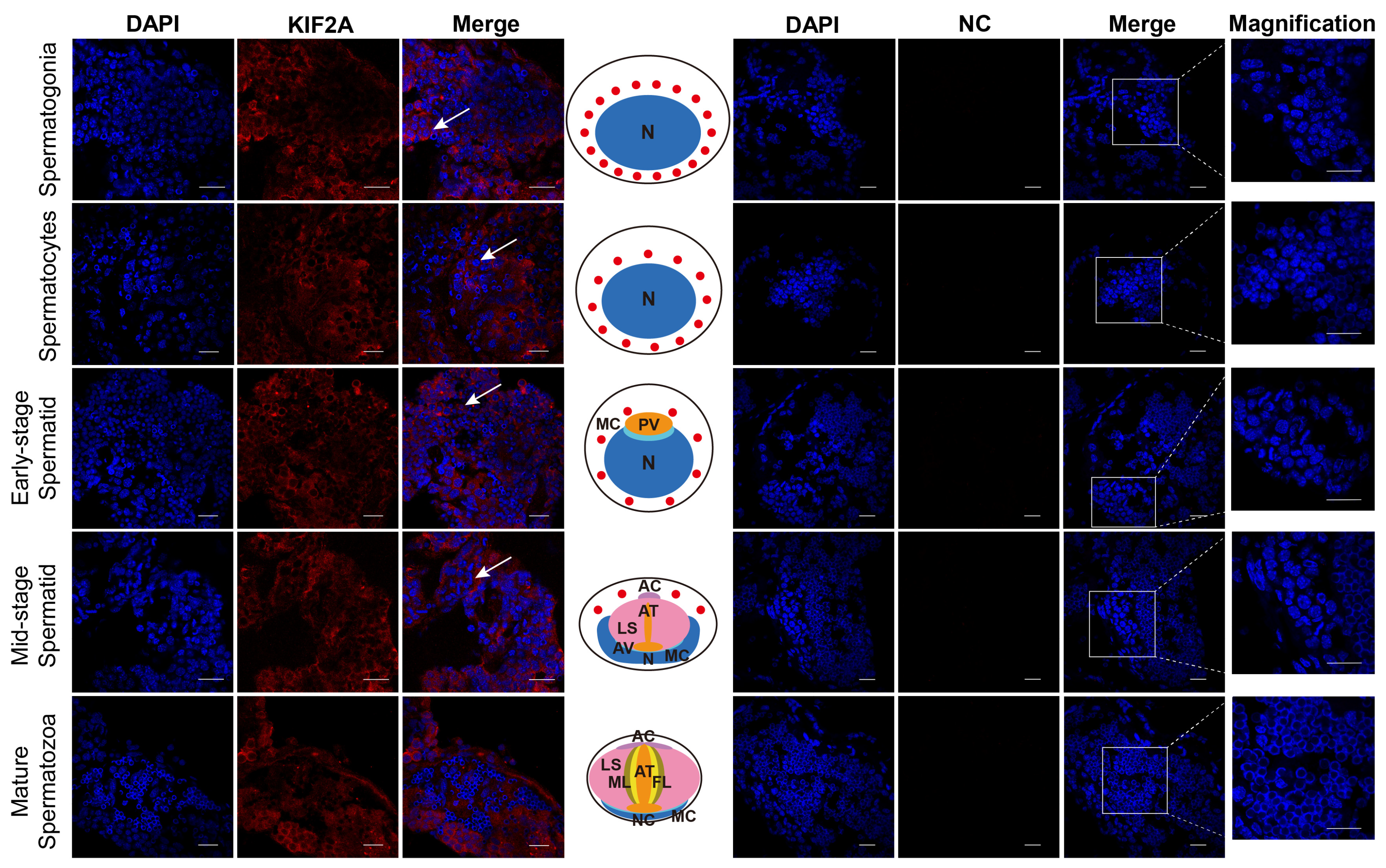 Biology 13 00149 g002