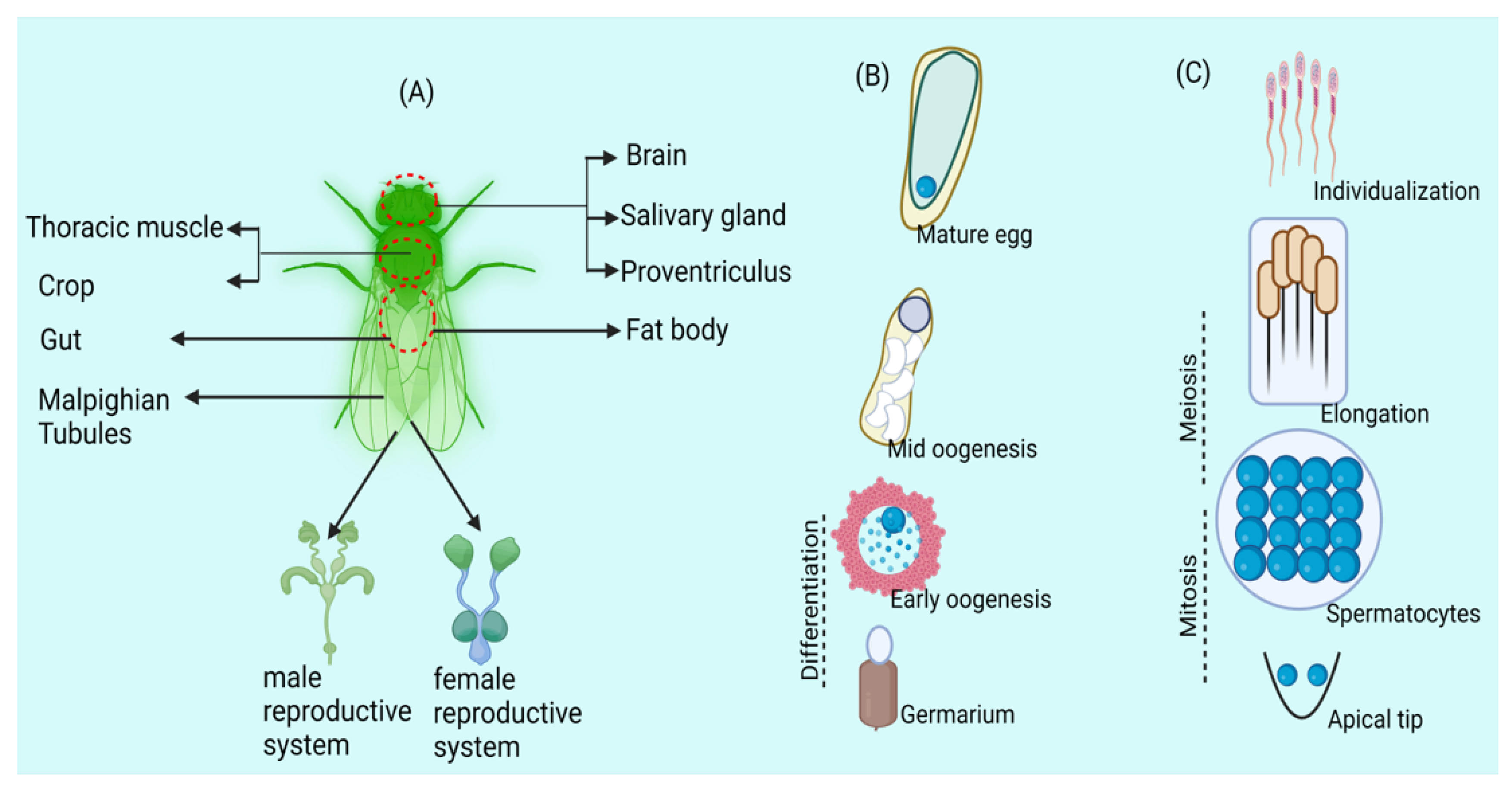 Biology 13 00151 g001