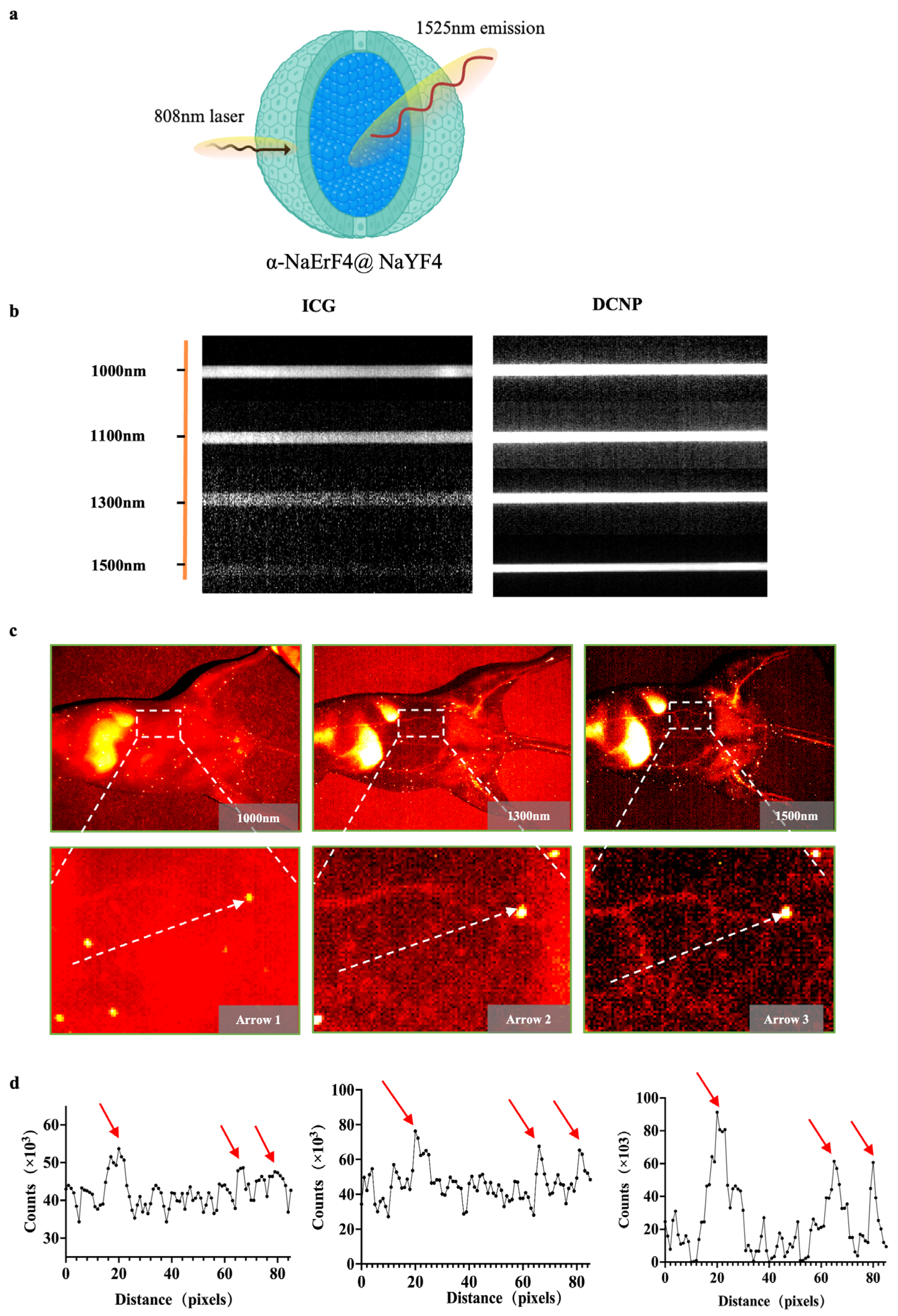 Biology 13 00156 g001