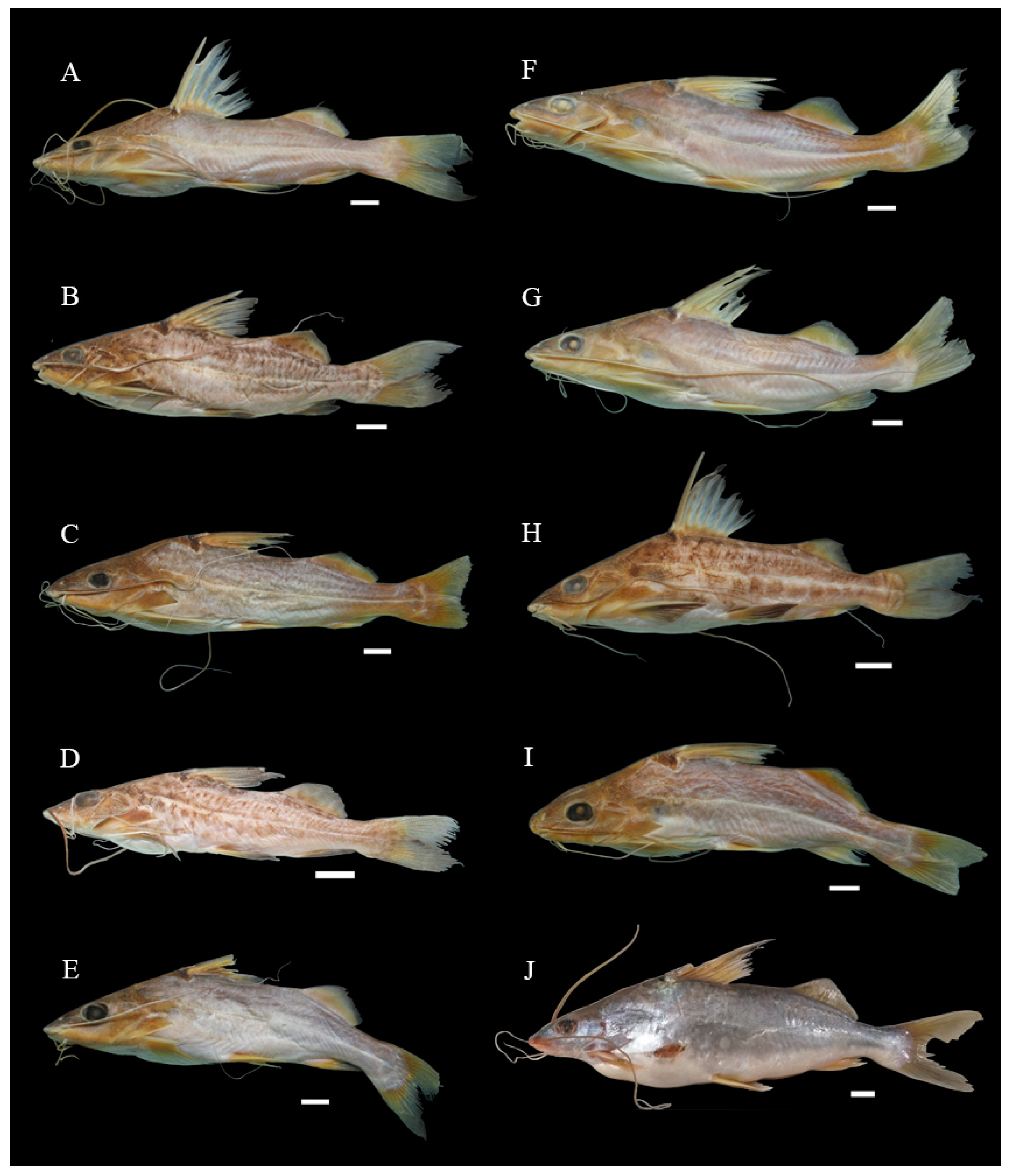 Biology 13 00162 g002