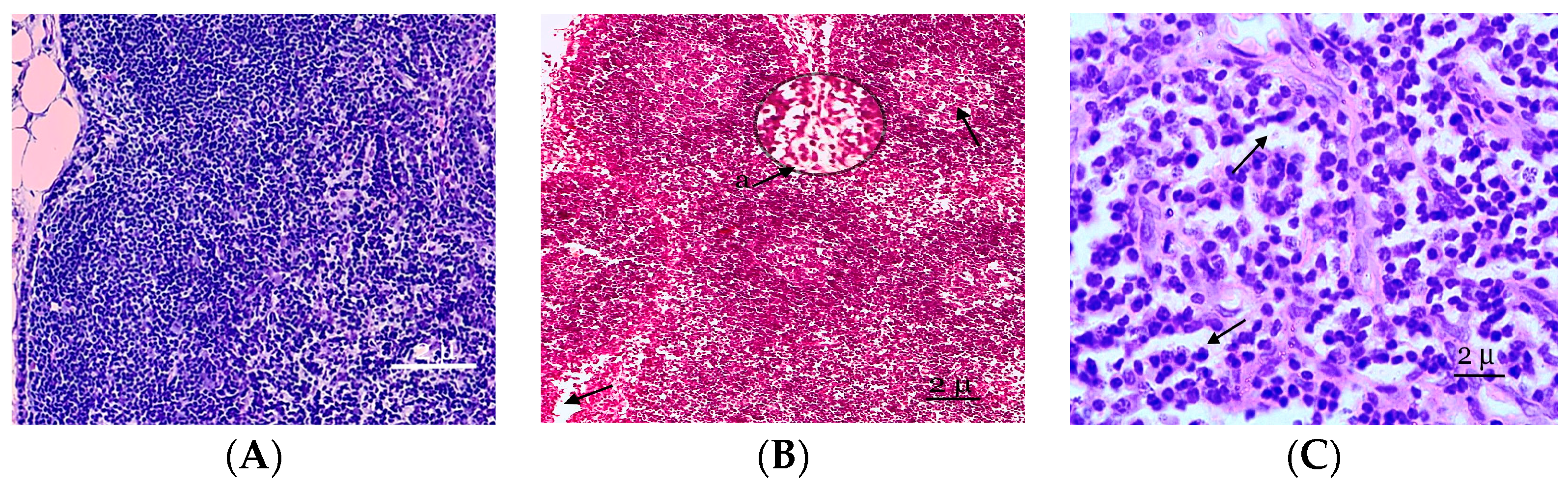Biology 13 00166 g001