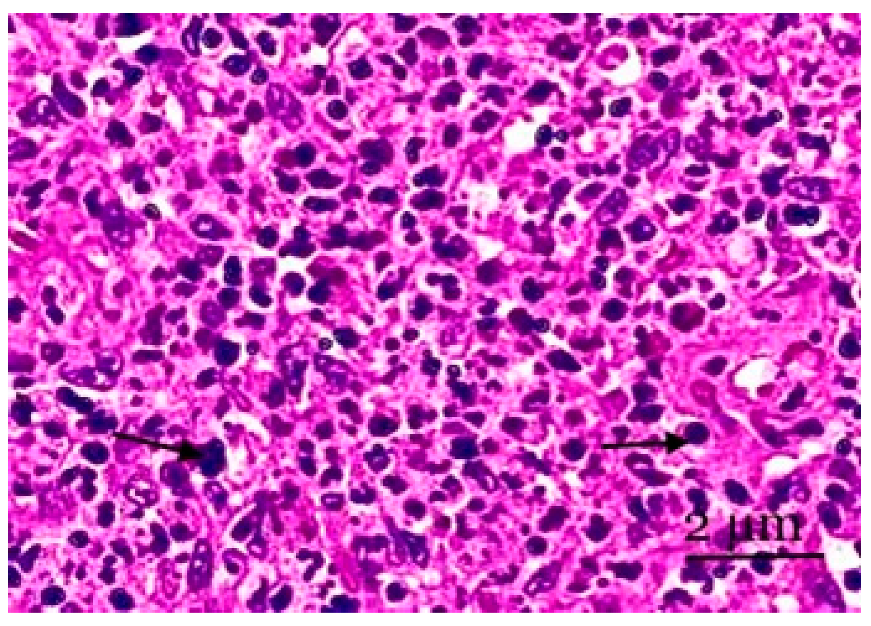 Biology 13 00166 g004