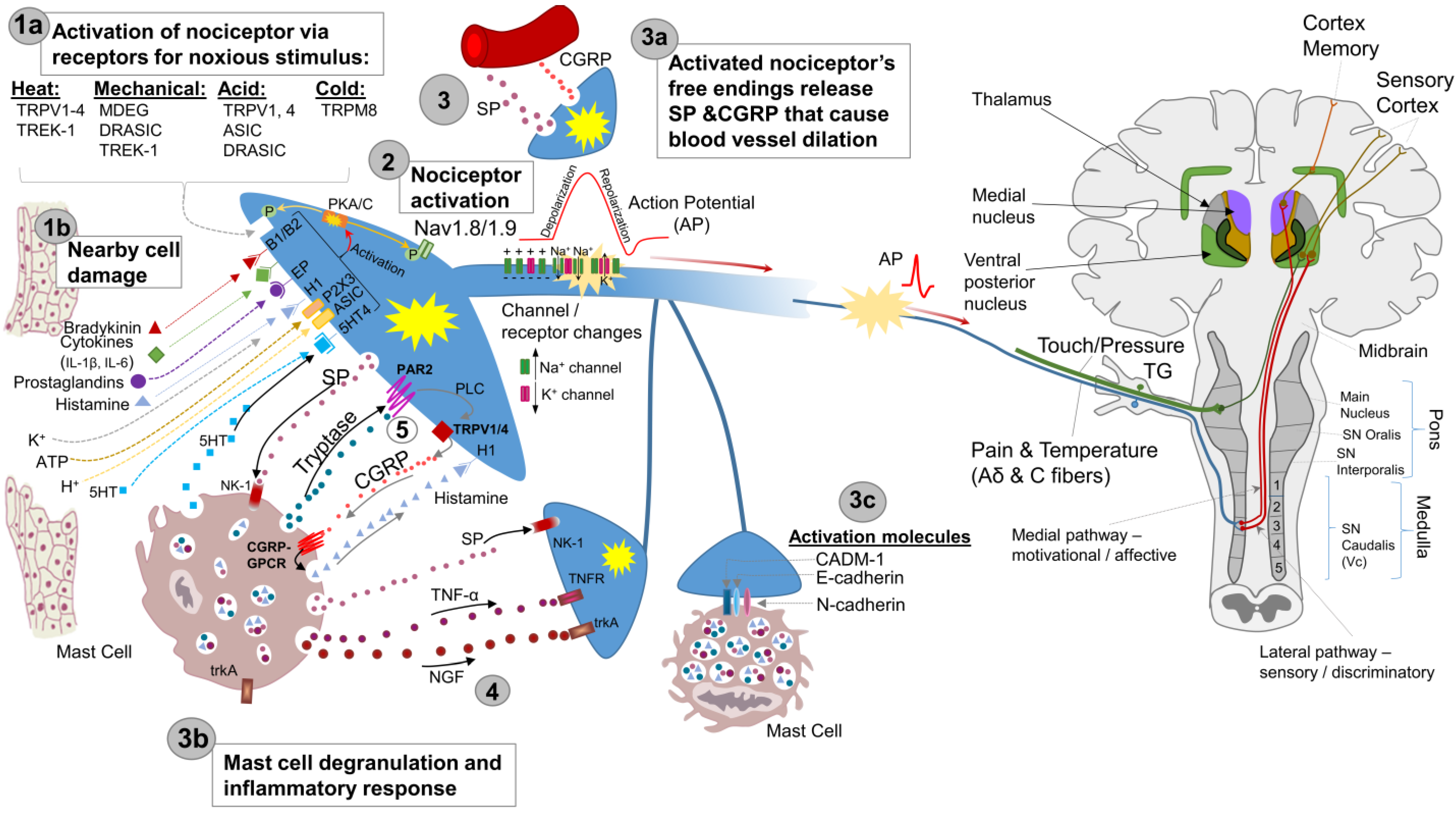 Biology 13 00167 g001