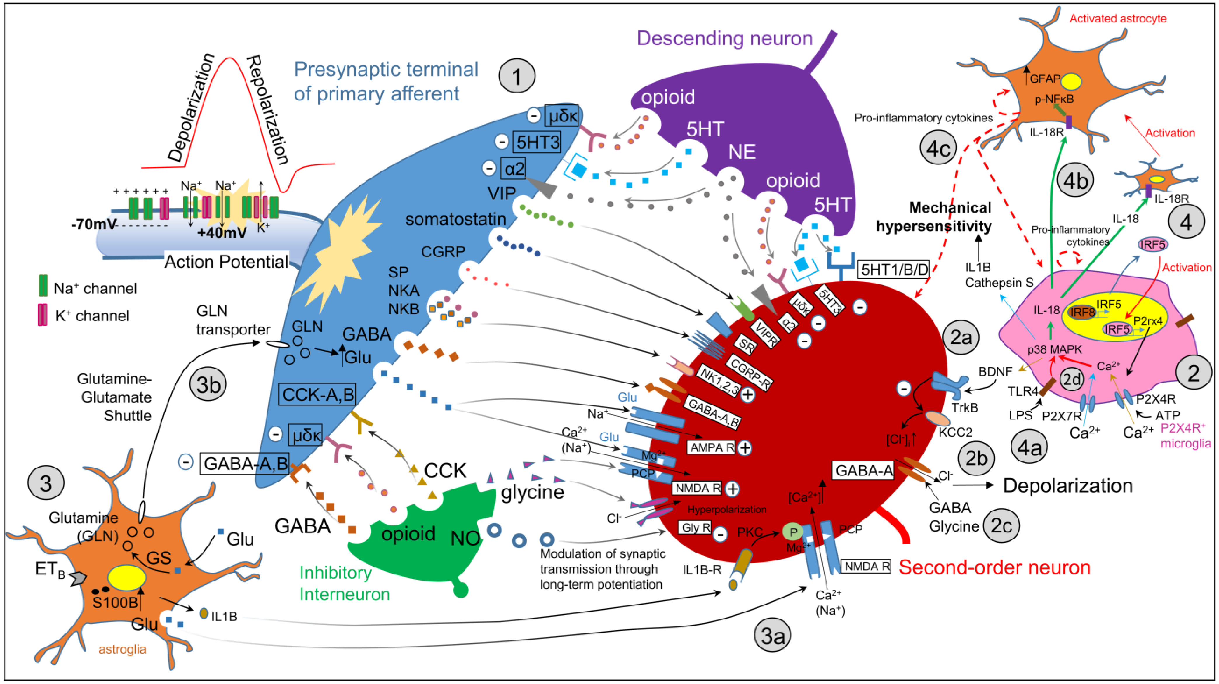 Biology 13 00167 g003