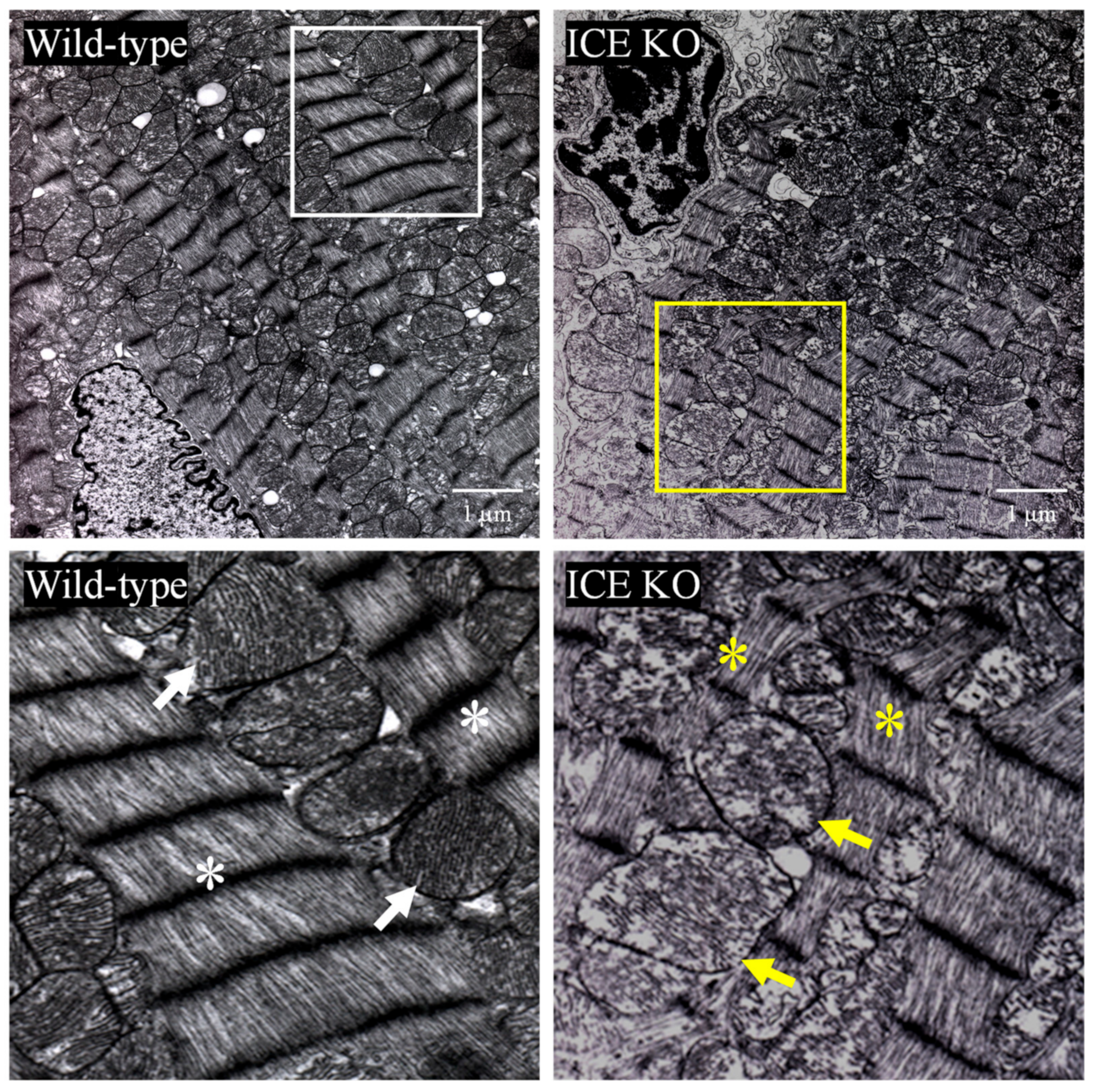 Biology 13 00172 g003