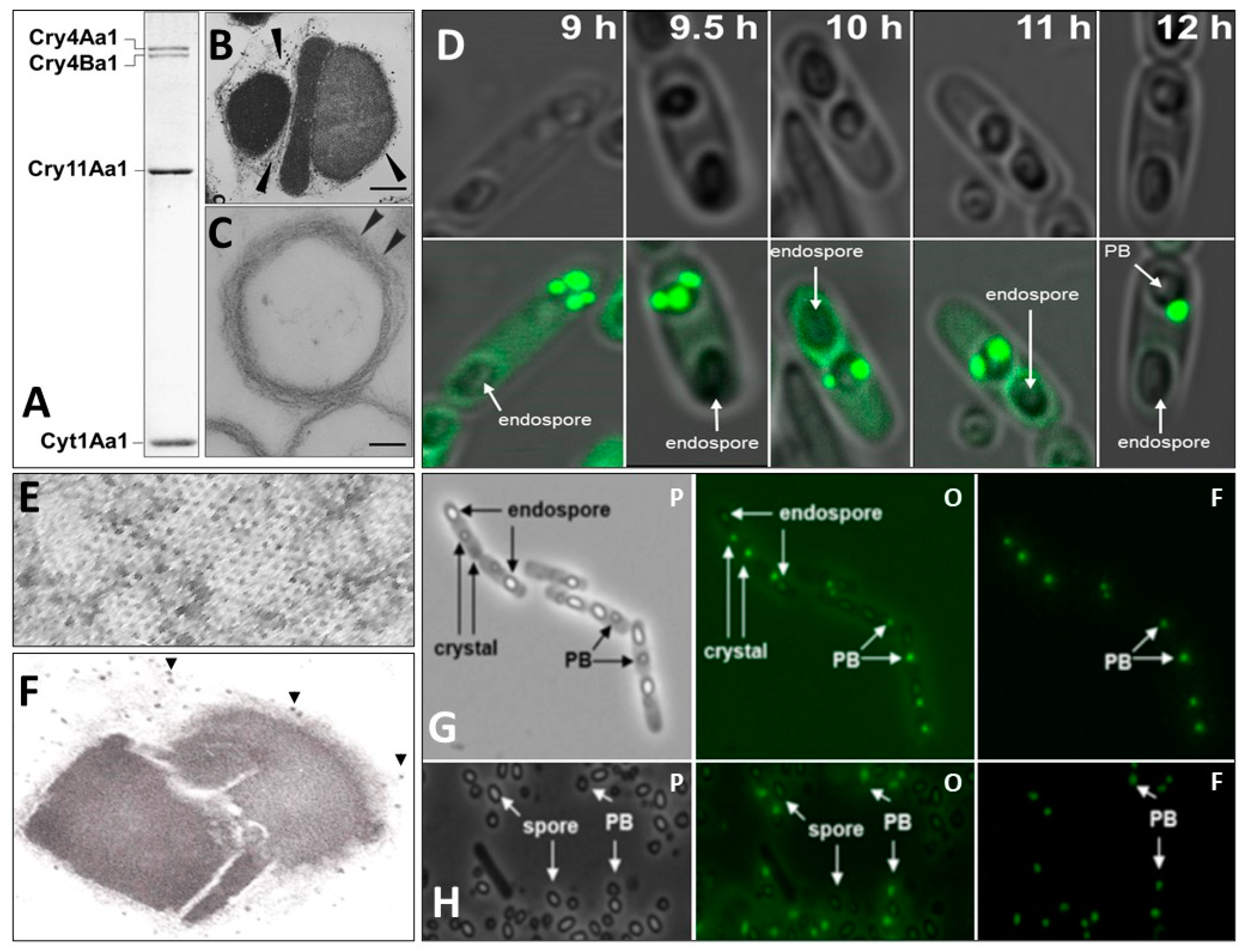 Biology 13 00182 g001
