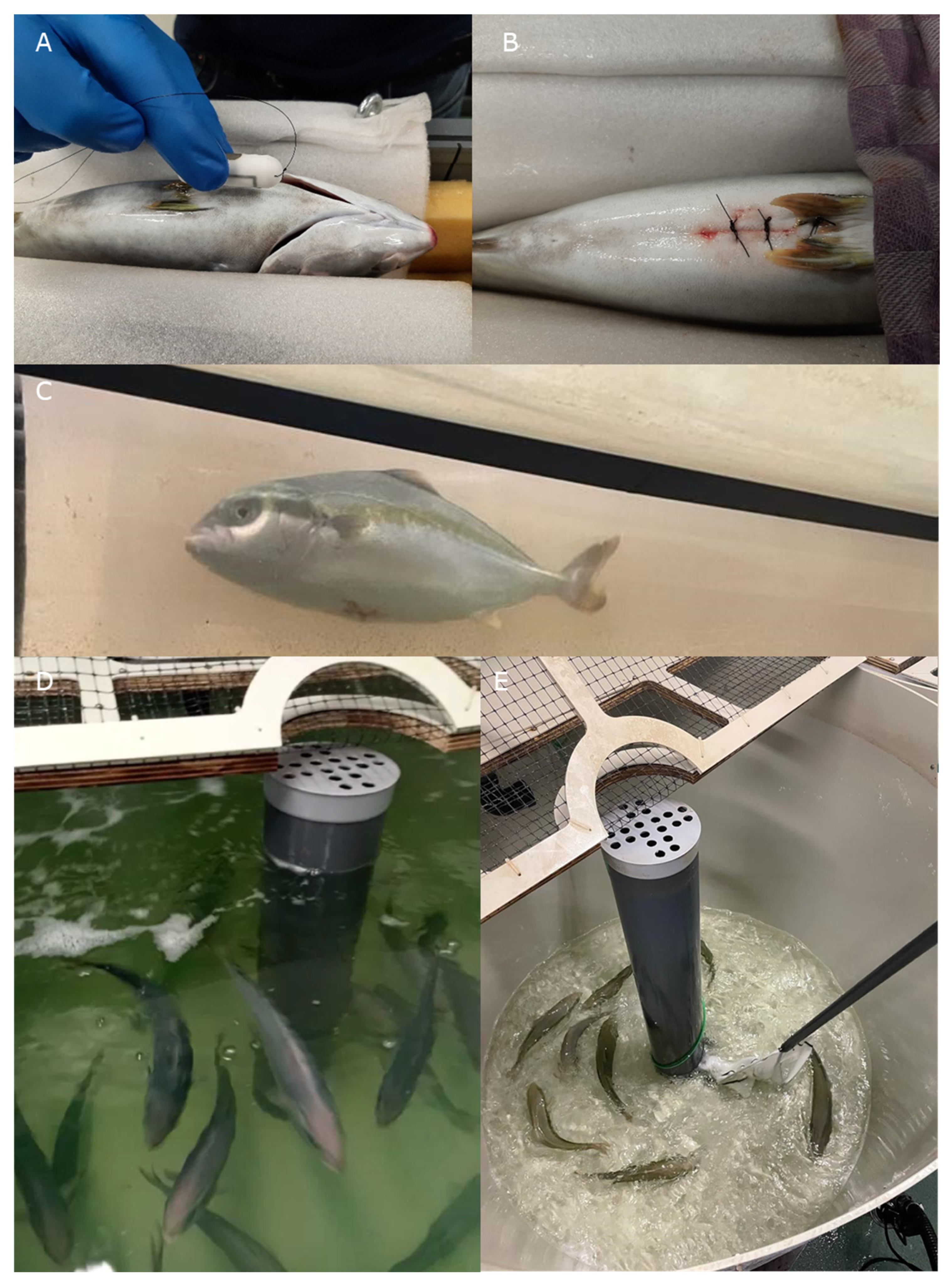 Biology 13 00189 g001