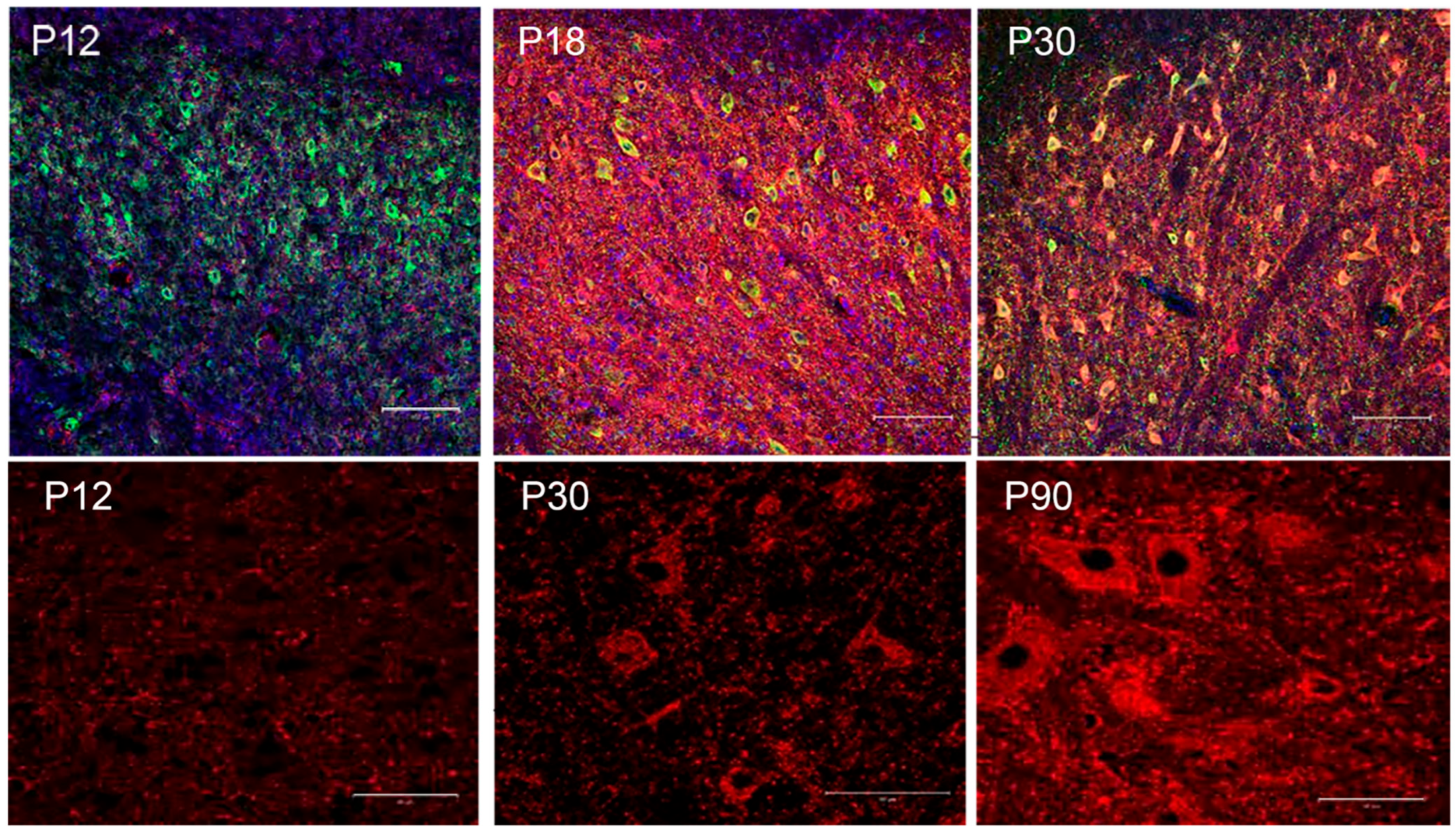 Biology 13 00200 g003