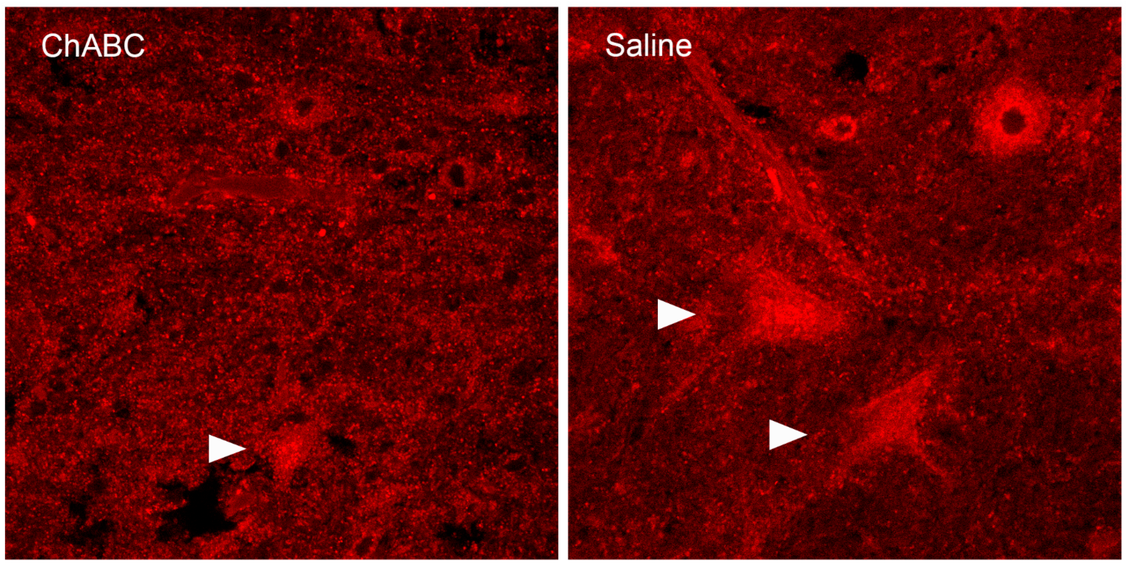 Biology 13 00200 g004