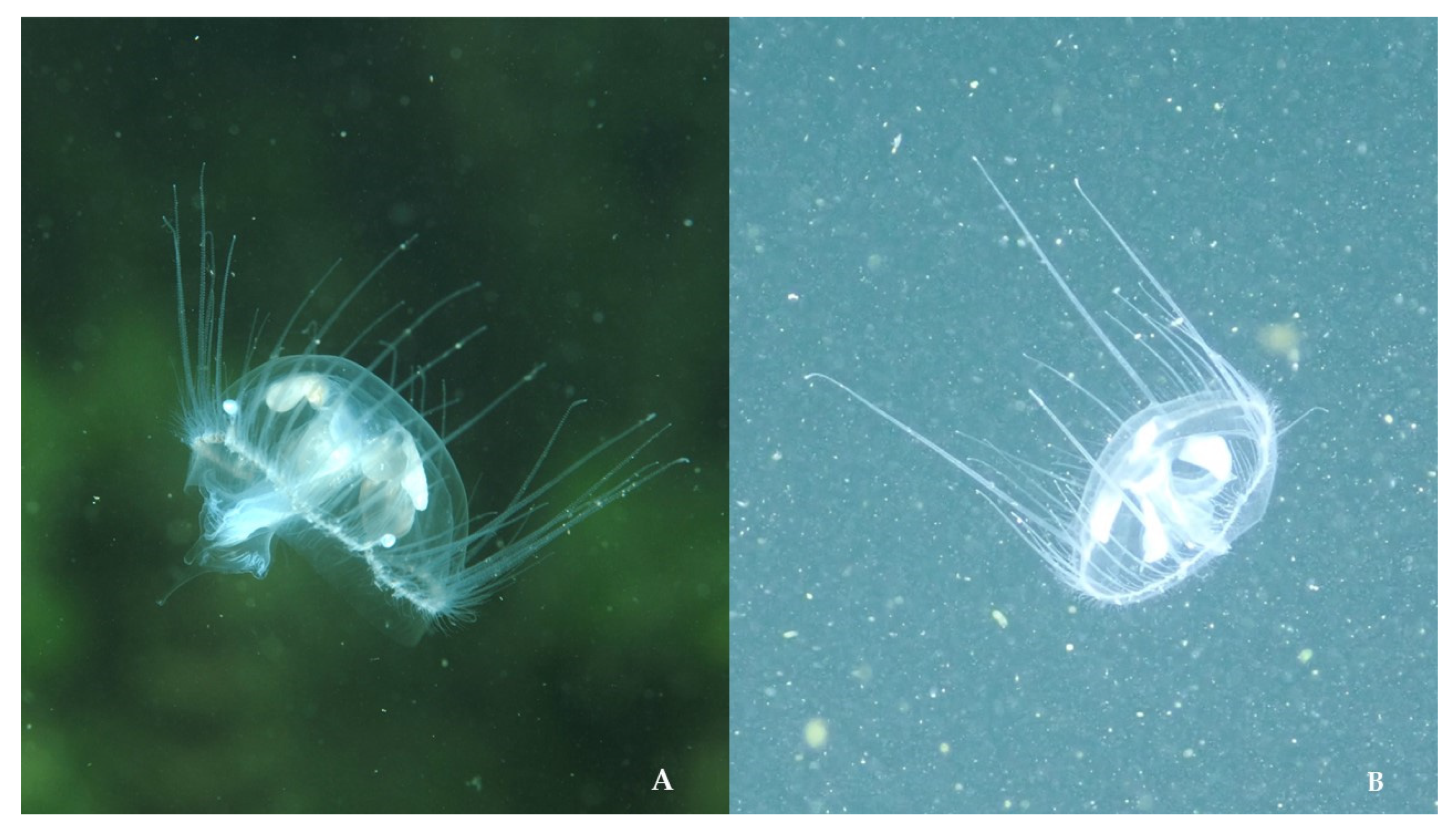 Biology 13 00202 g005