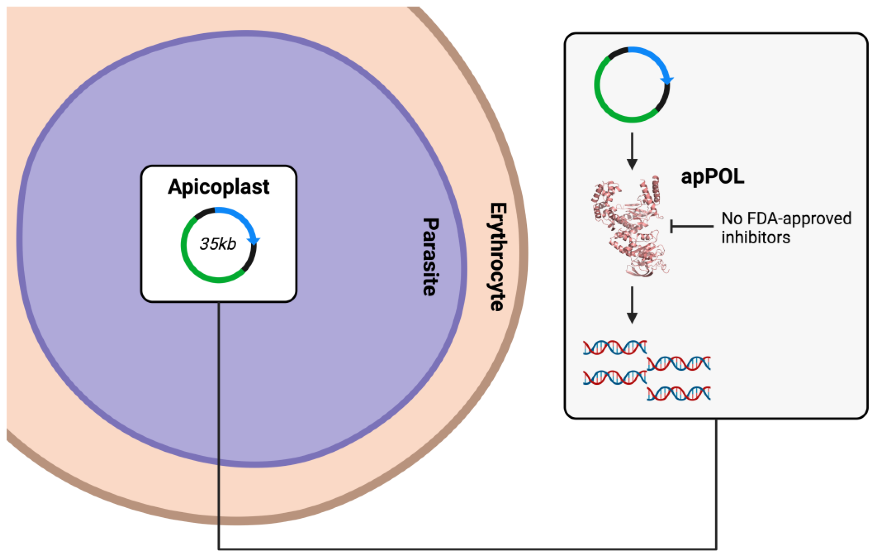 Biology 13 00204 g004