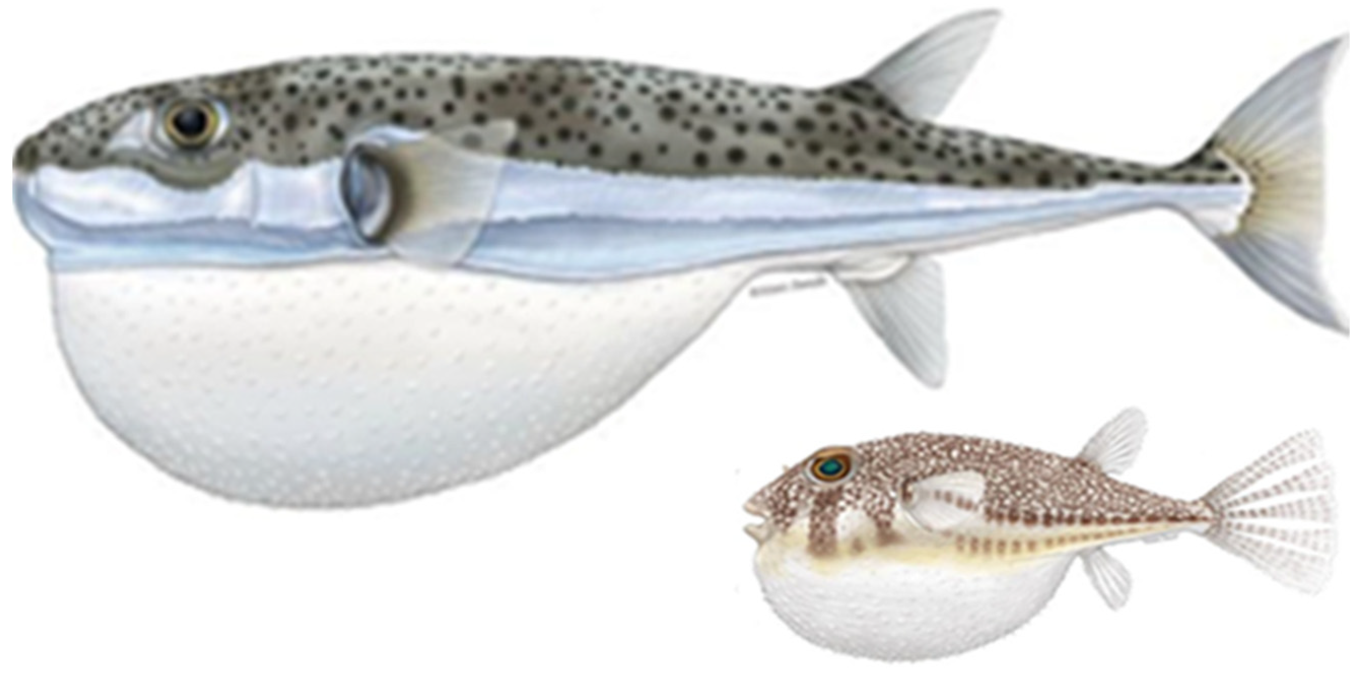 Biology 13 00208 g001