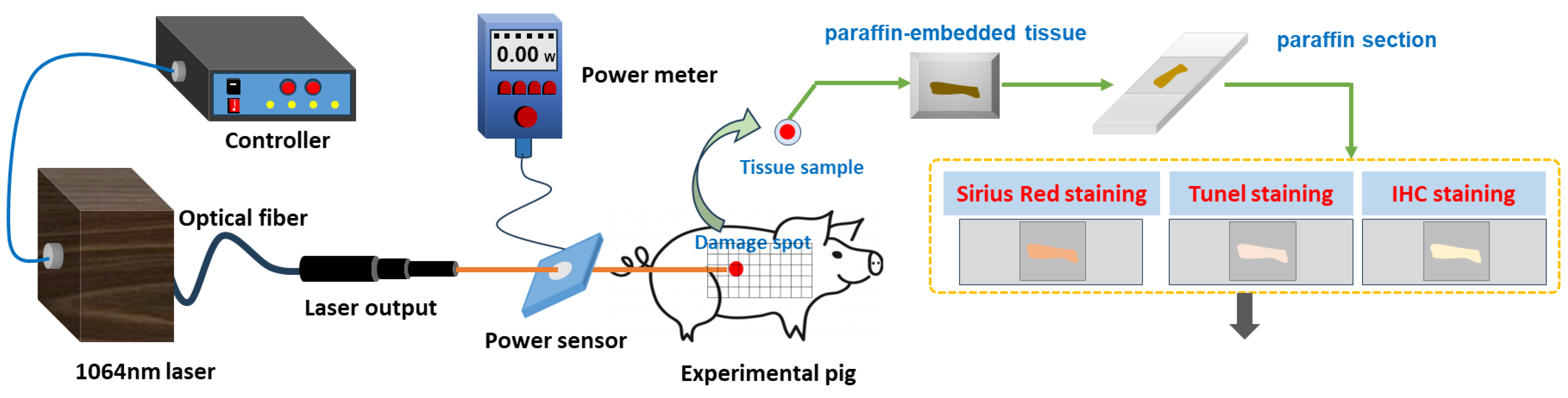 Biology 13 00217 g001