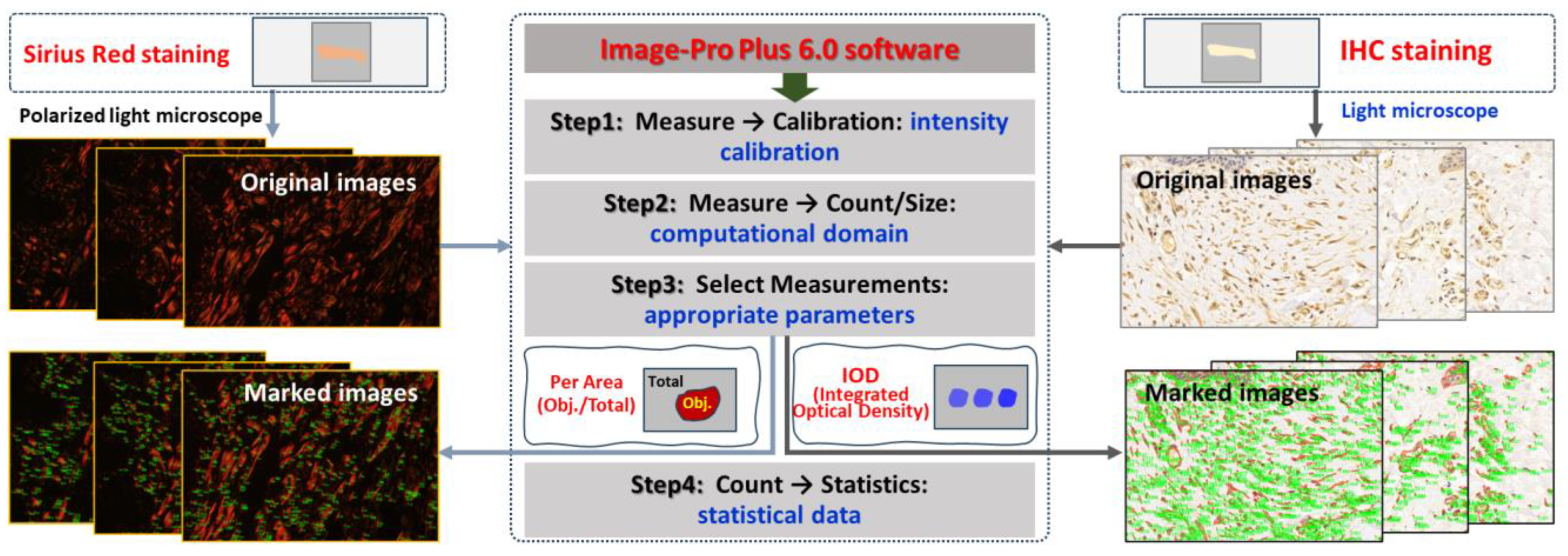 Biology 13 00217 g002