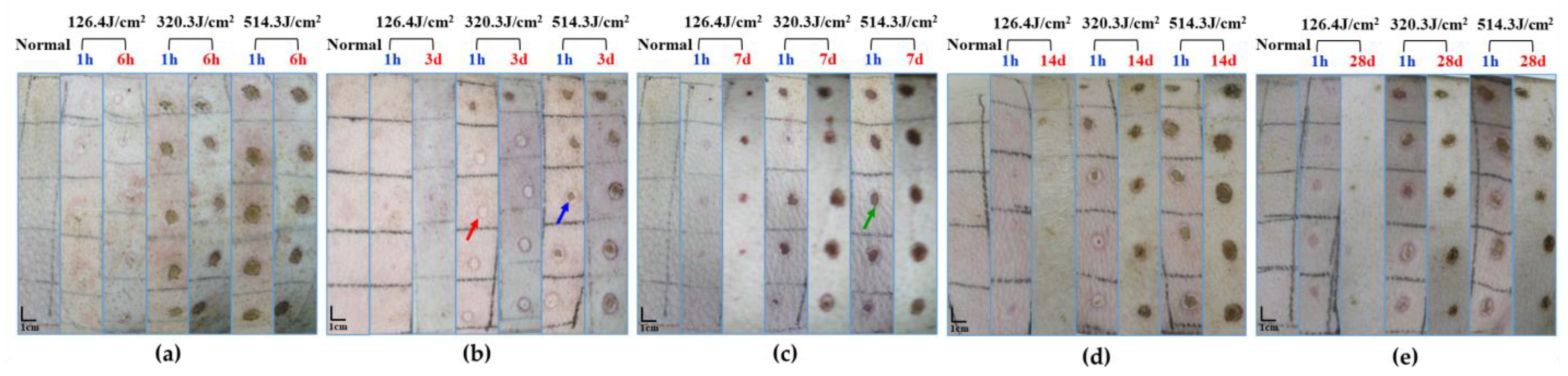 Biology 13 00217 g003