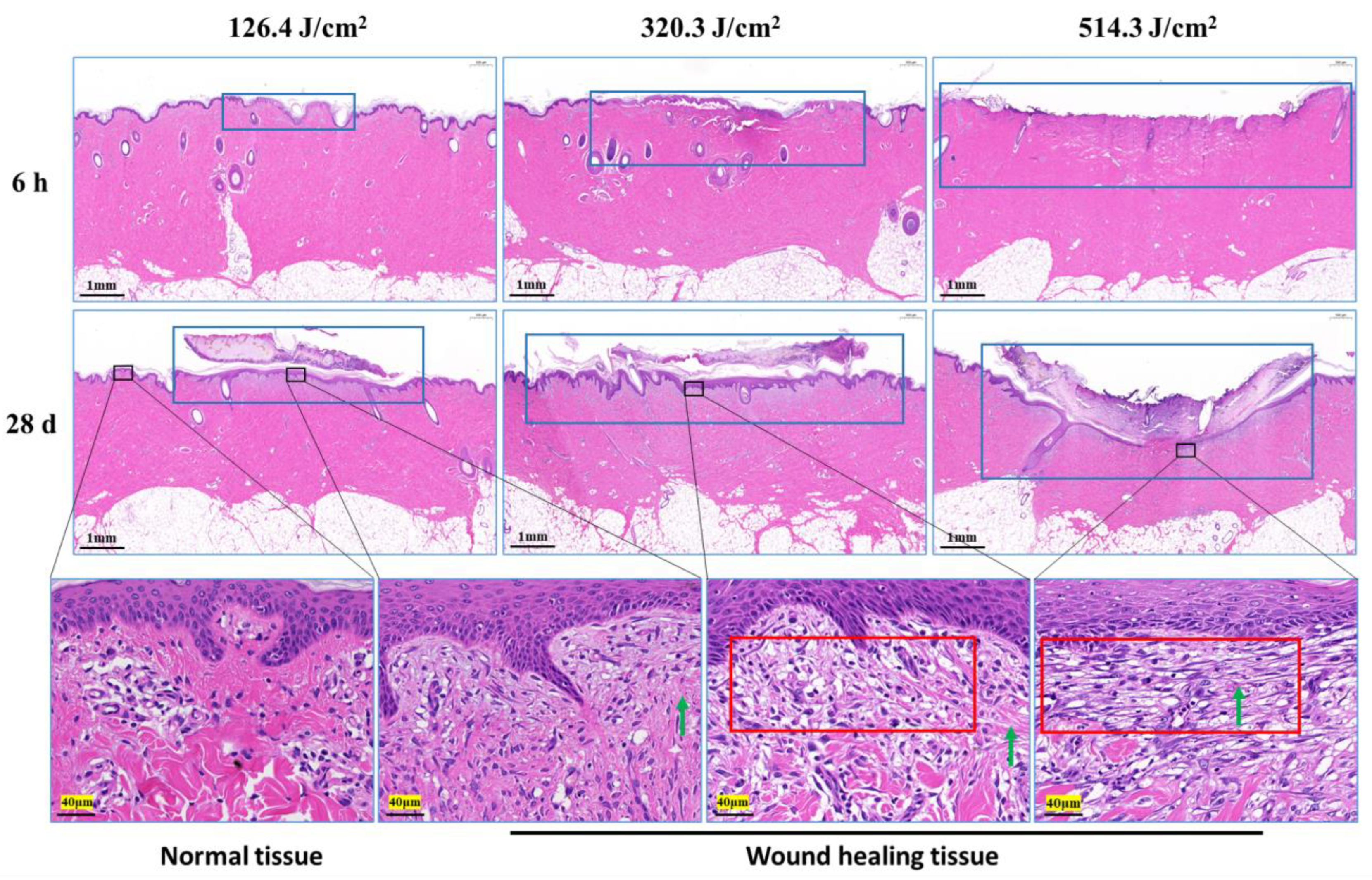 Biology 13 00217 g004