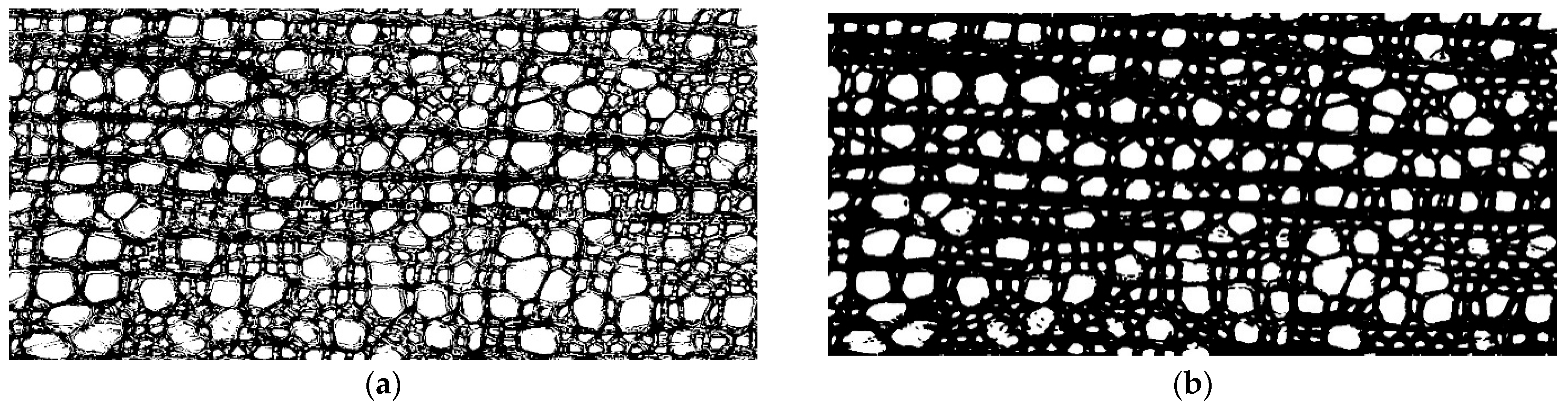 Biology 13 00223 g001