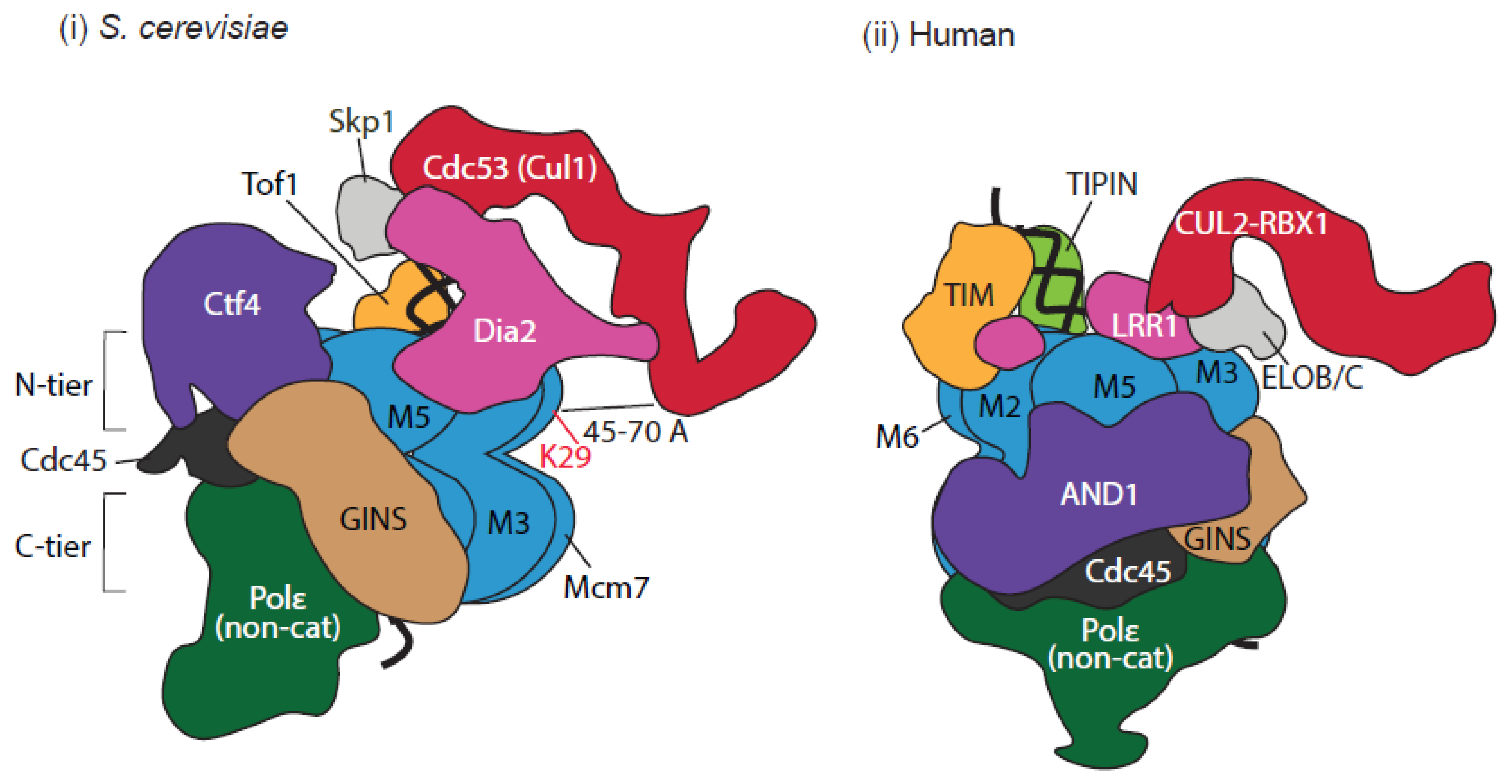 Biology 13 00233 g004 Biology 13 00233 g004