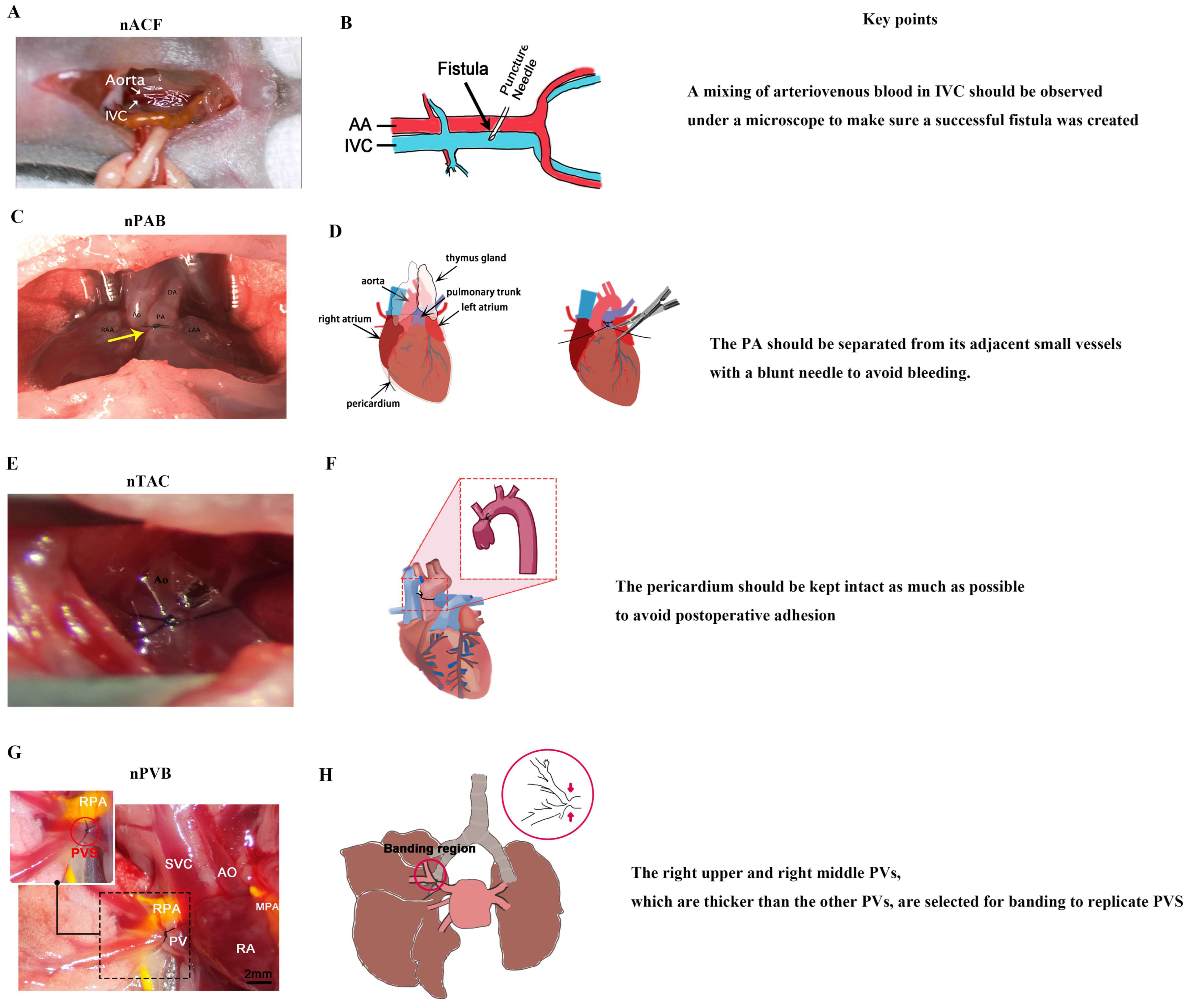 Biology 13 00234 g003