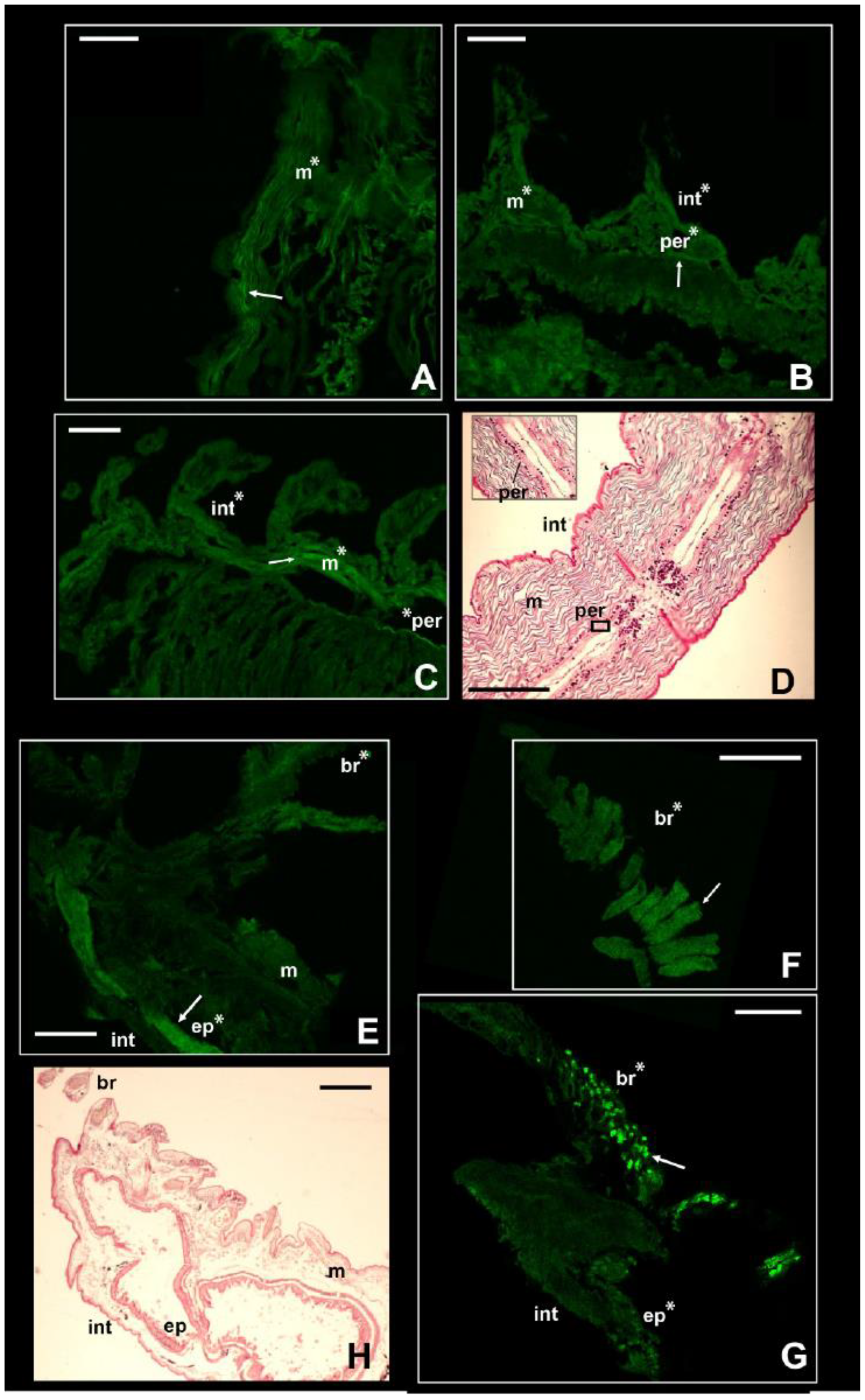 Biology 13 00235 g004