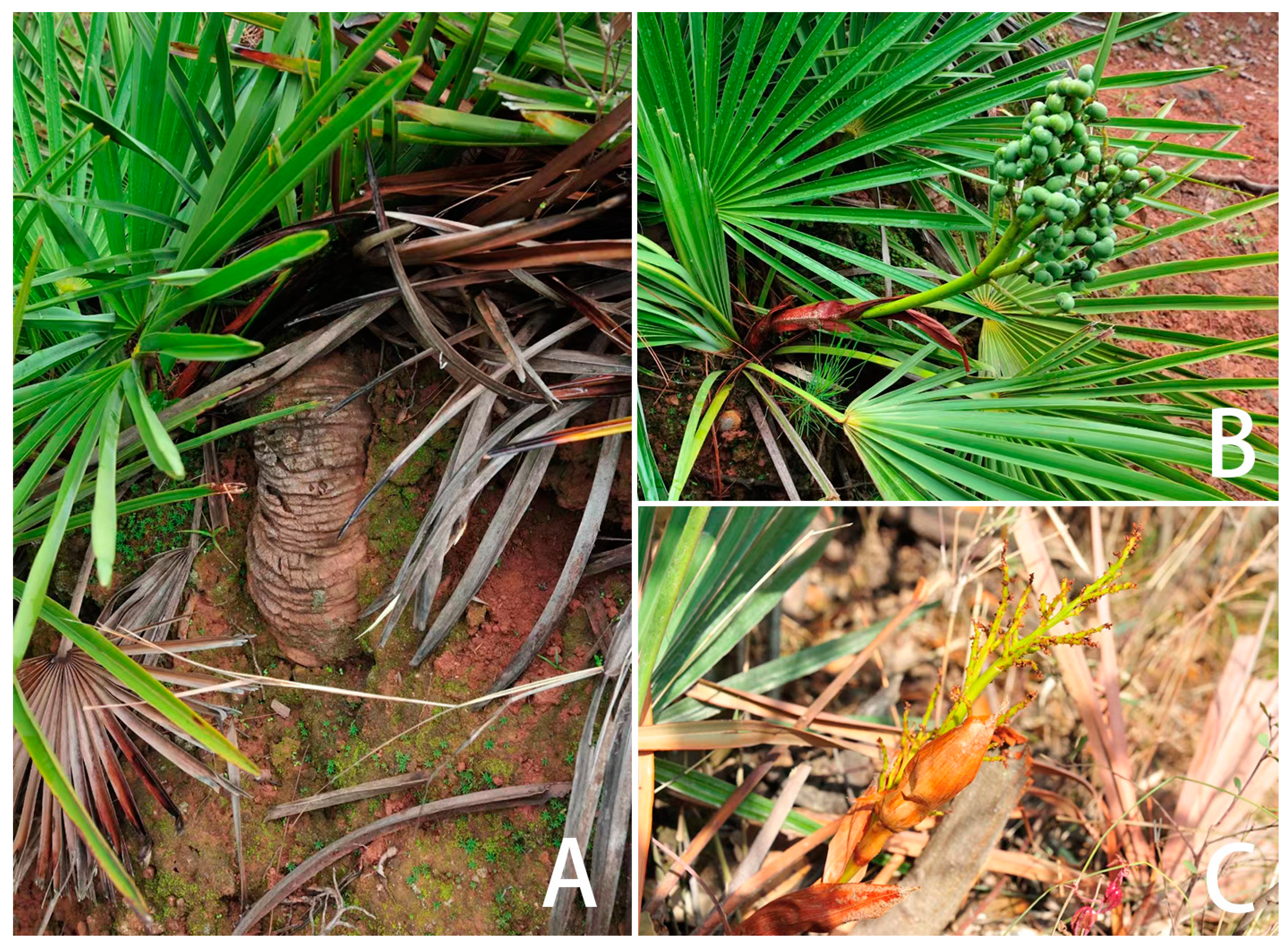 Biology 13 00240 g001