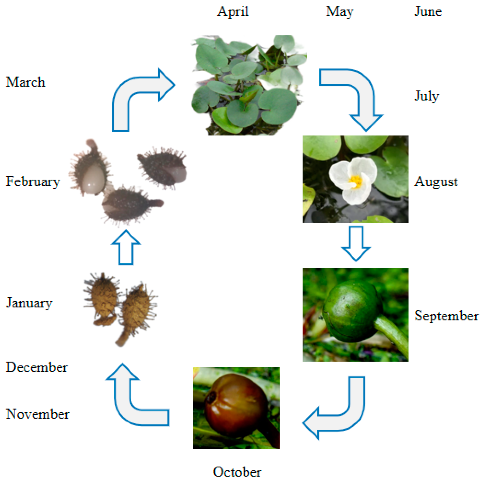 Biology 13 00246 g001