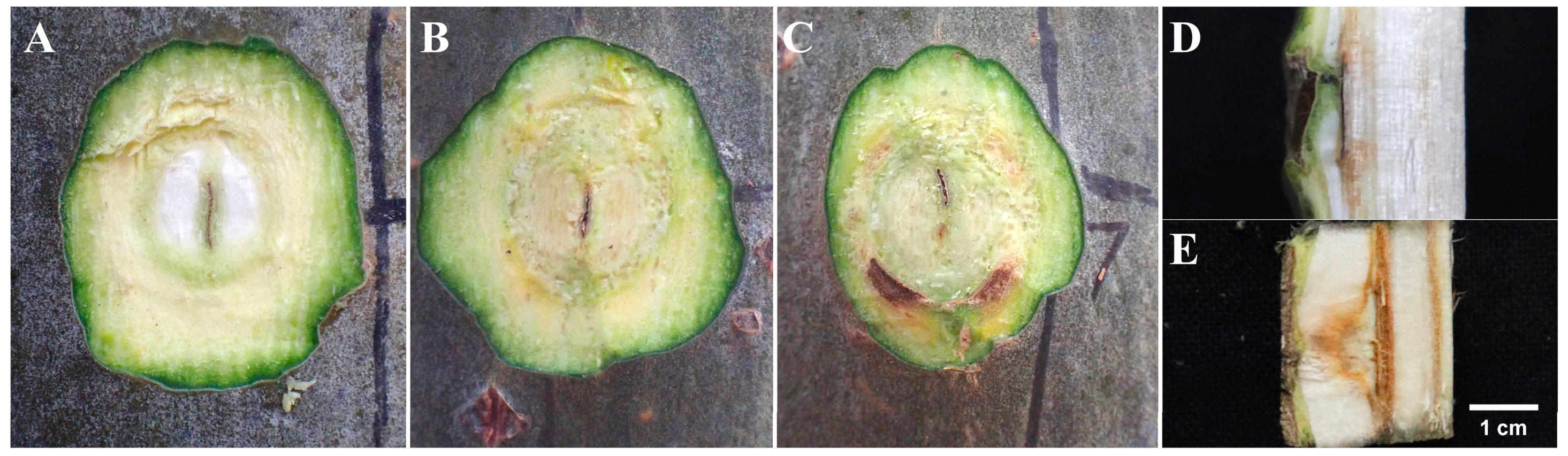 Biology 13 00251 g002