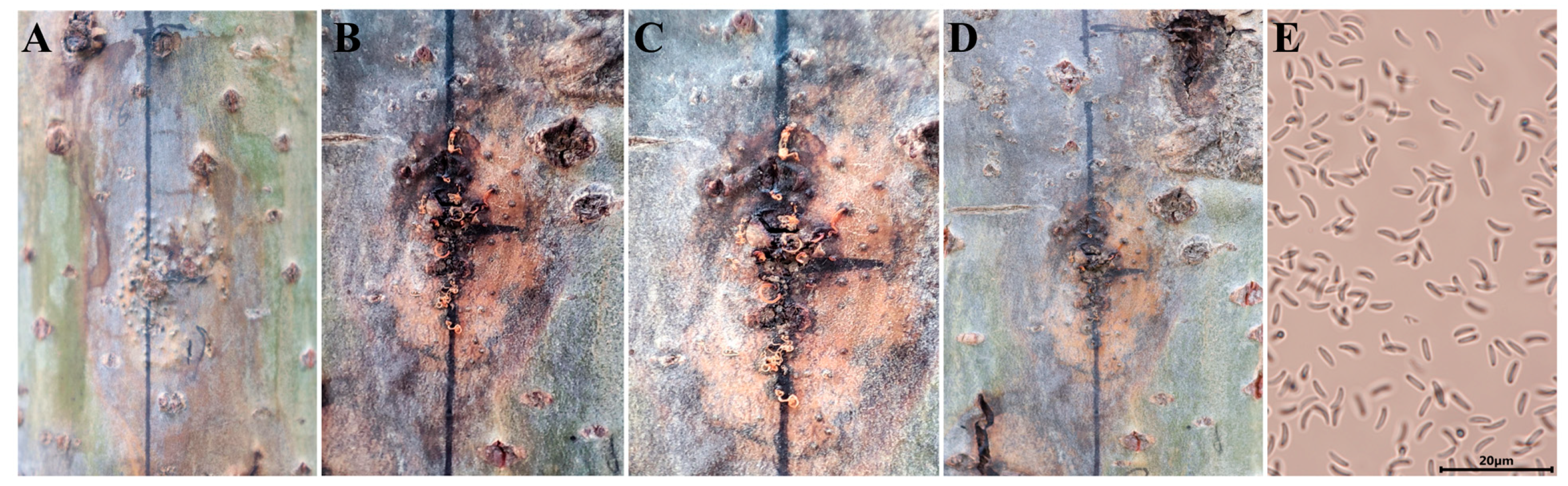 Biology 13 00251 g008