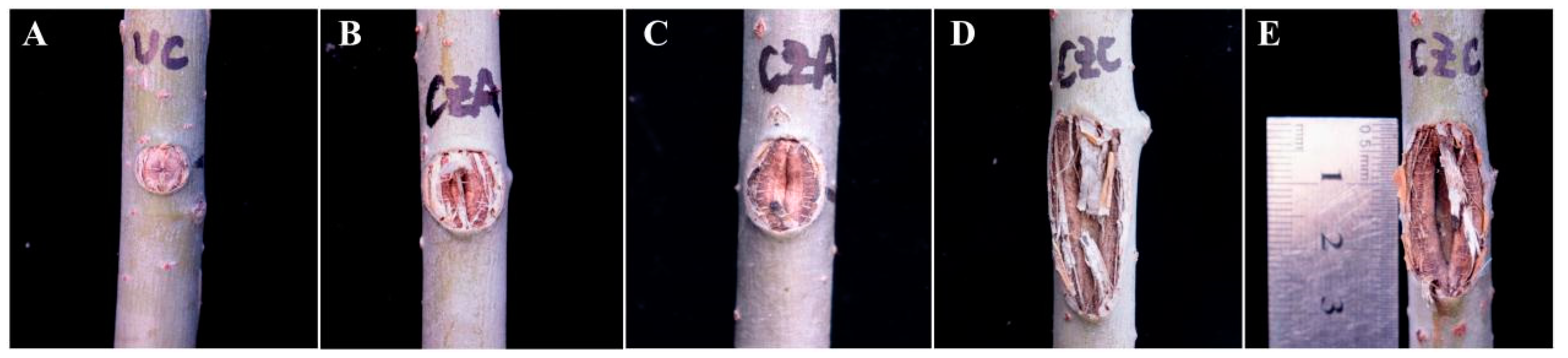 Biology 13 00251 g009