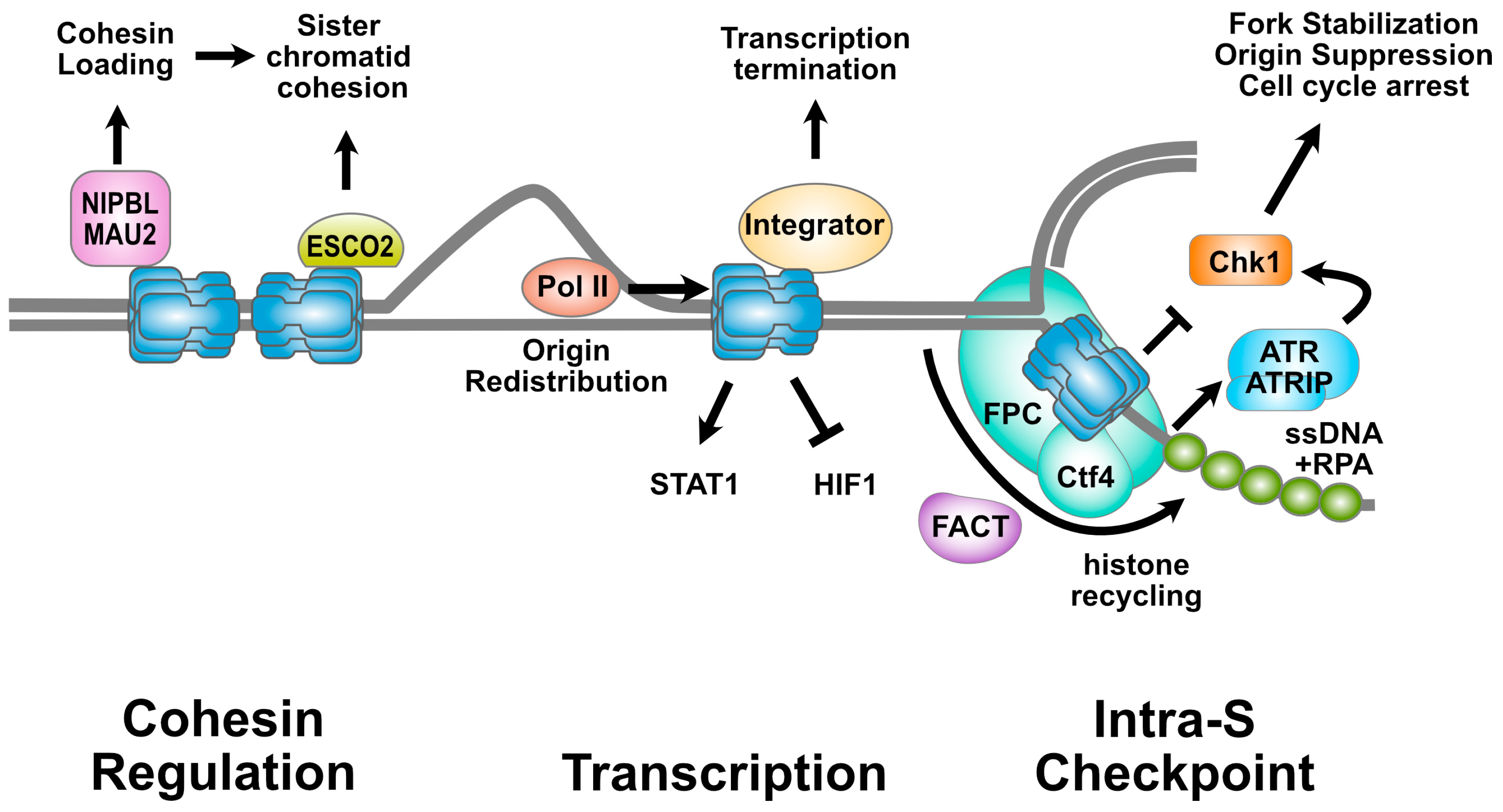 Biology 13 00258 g001