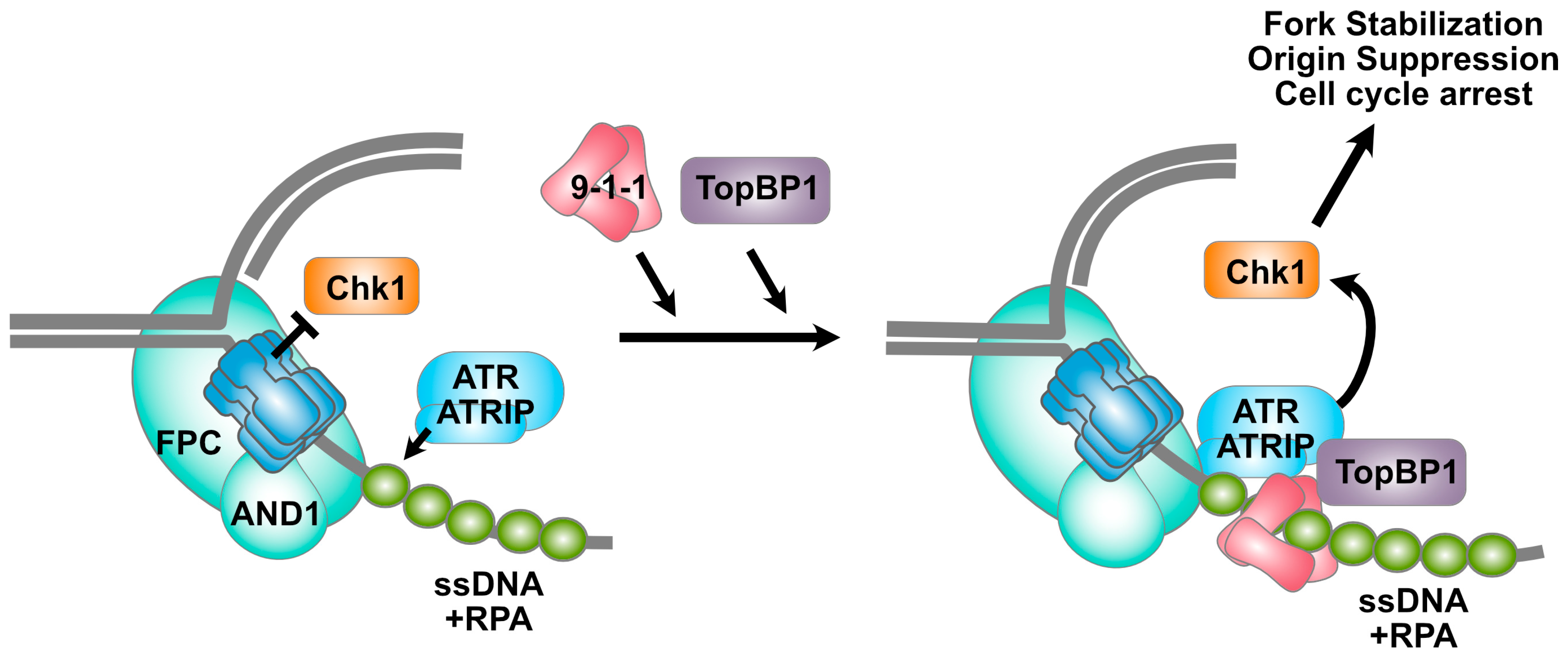 Biology 13 00258 g003