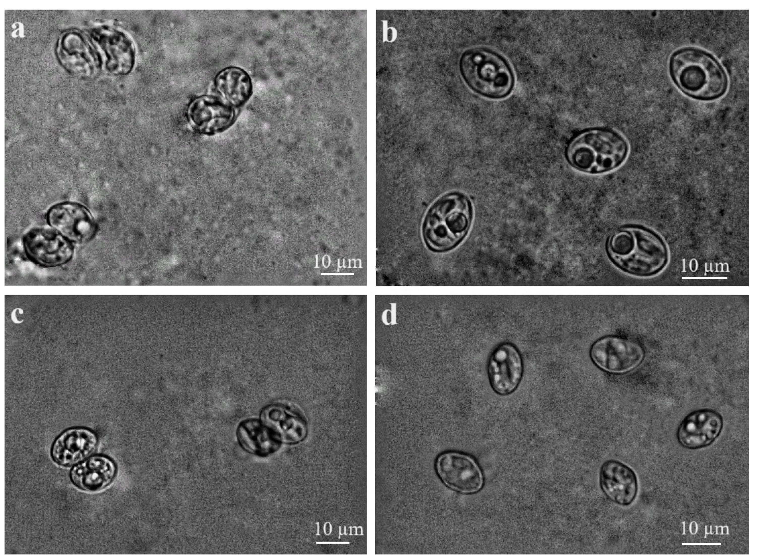 Biology 13 00264 g003