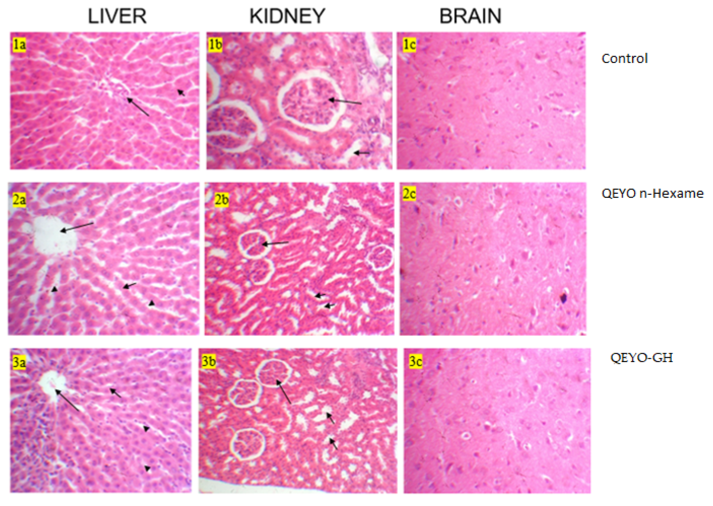 Biology 13 00270 g004