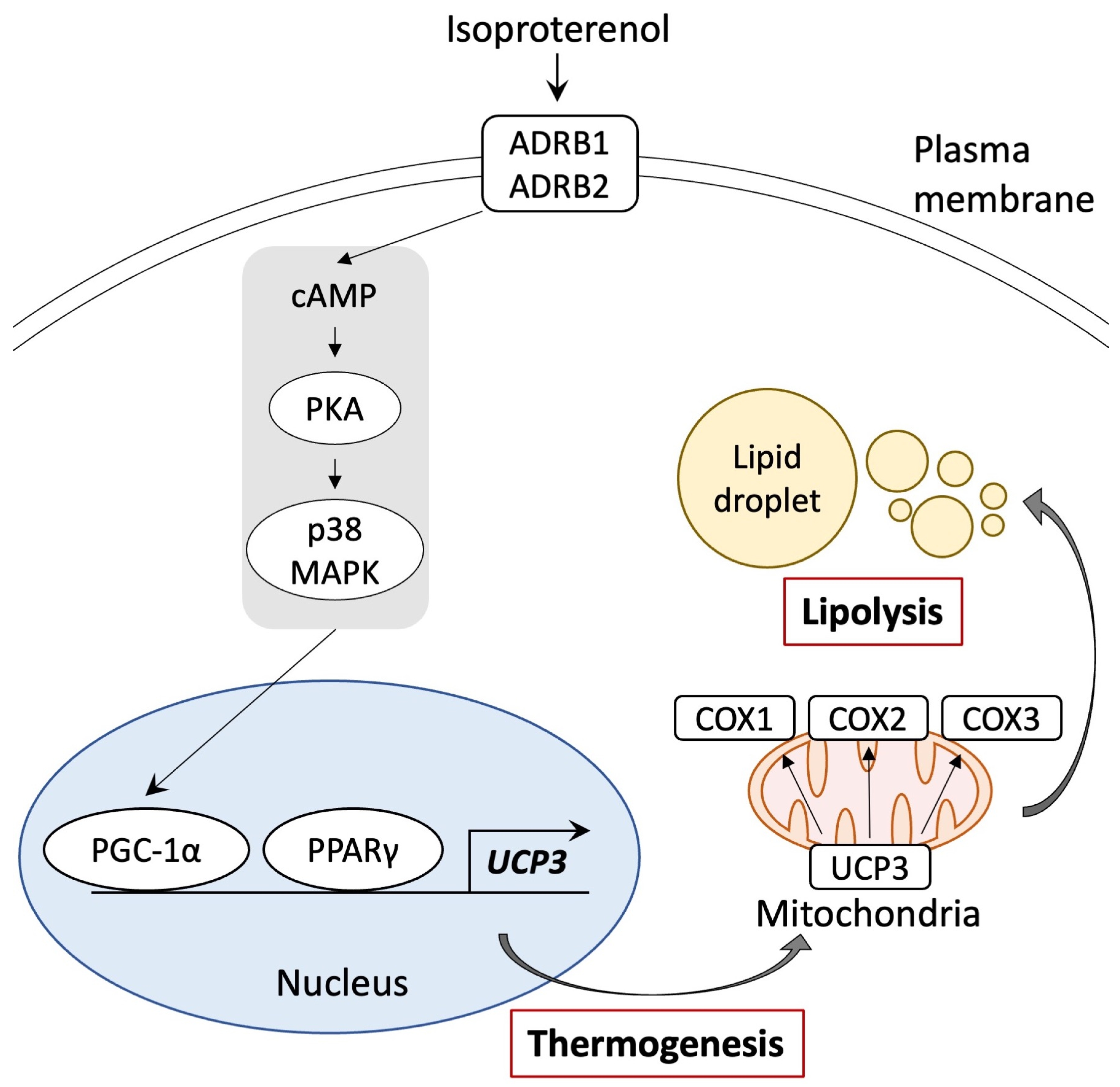 Biology 13 00284 g006