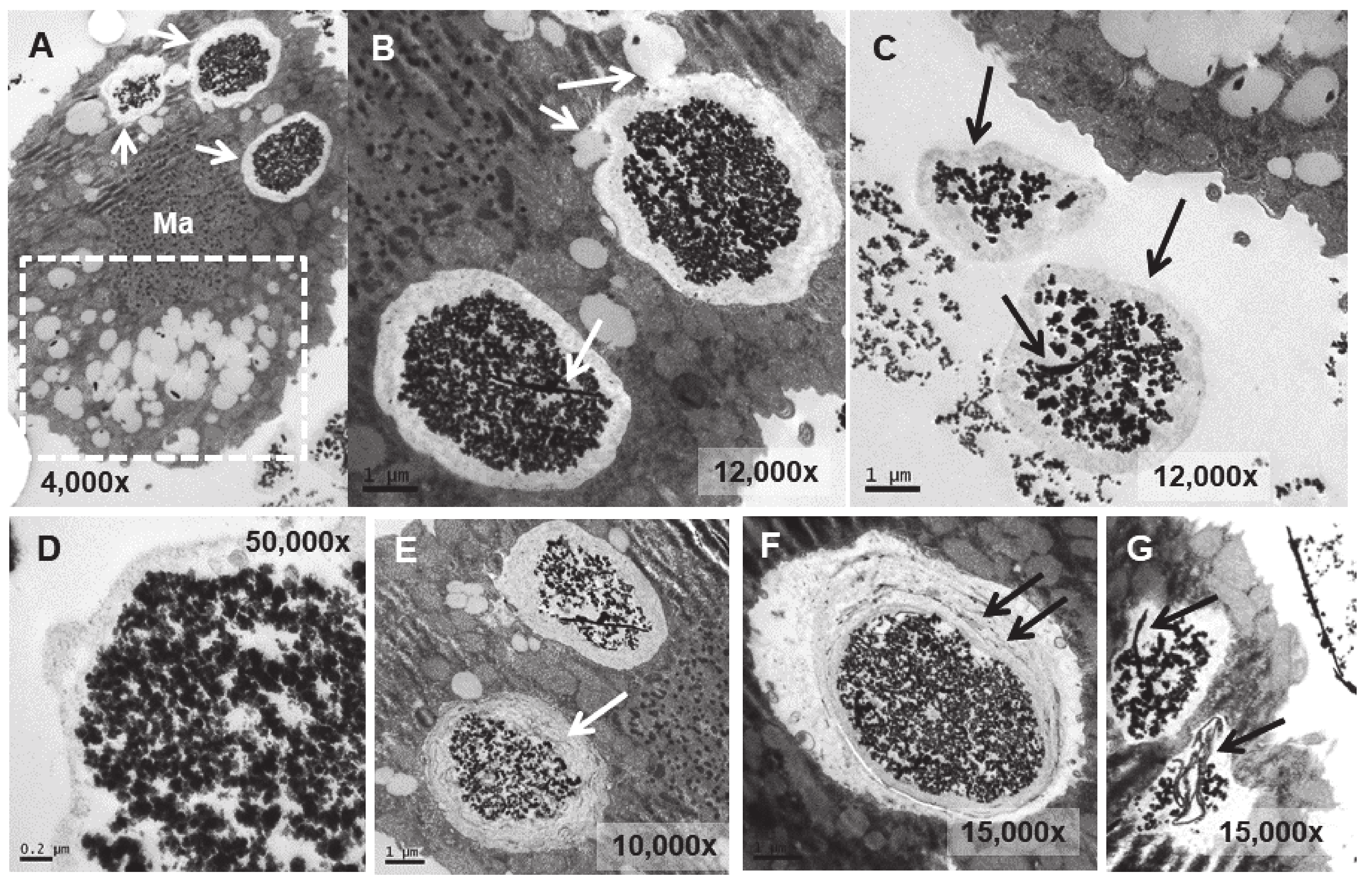 Biology 13 00285 g007