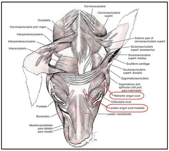Biology 13 00290 g001