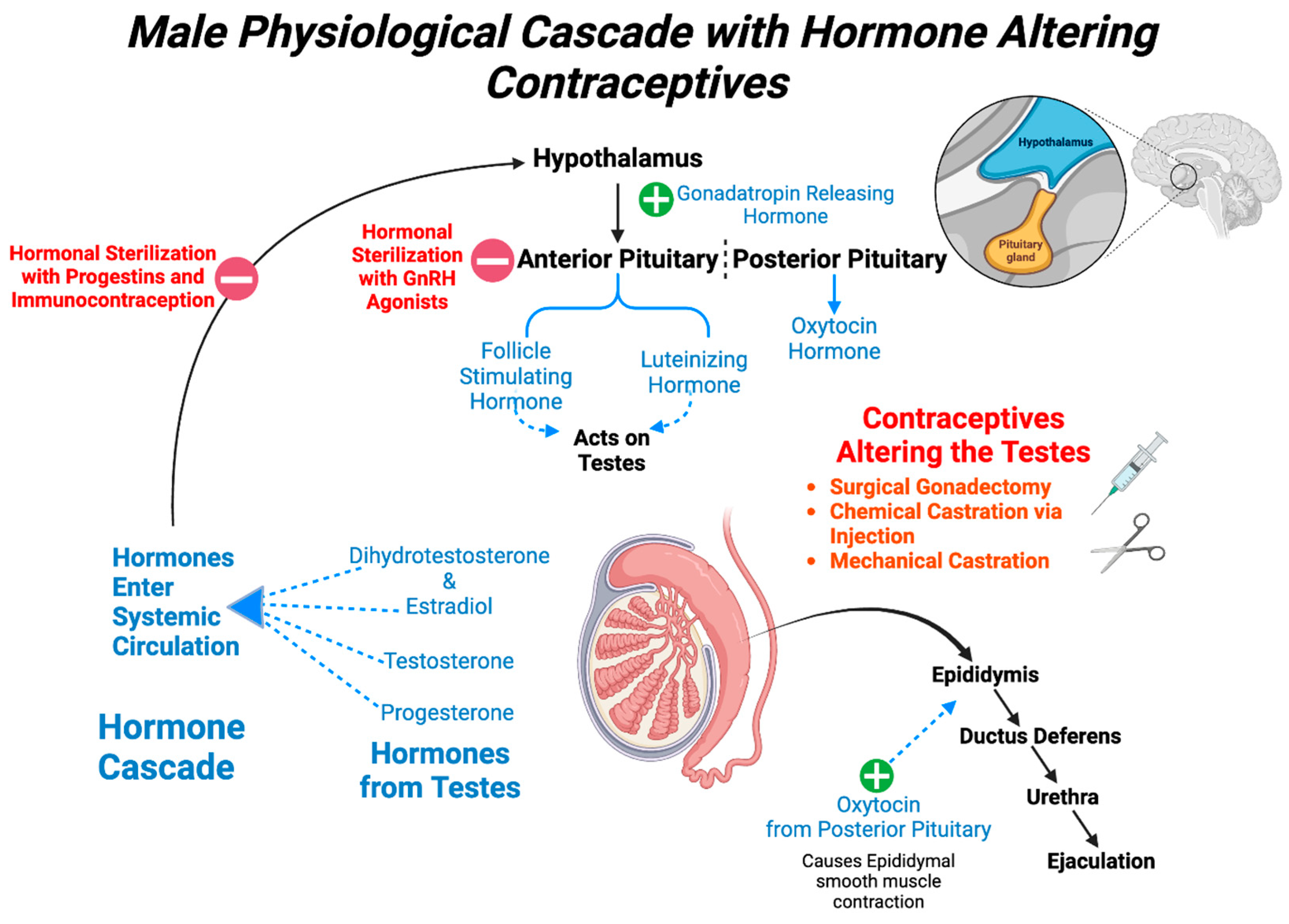 Biology 13 00291 g001